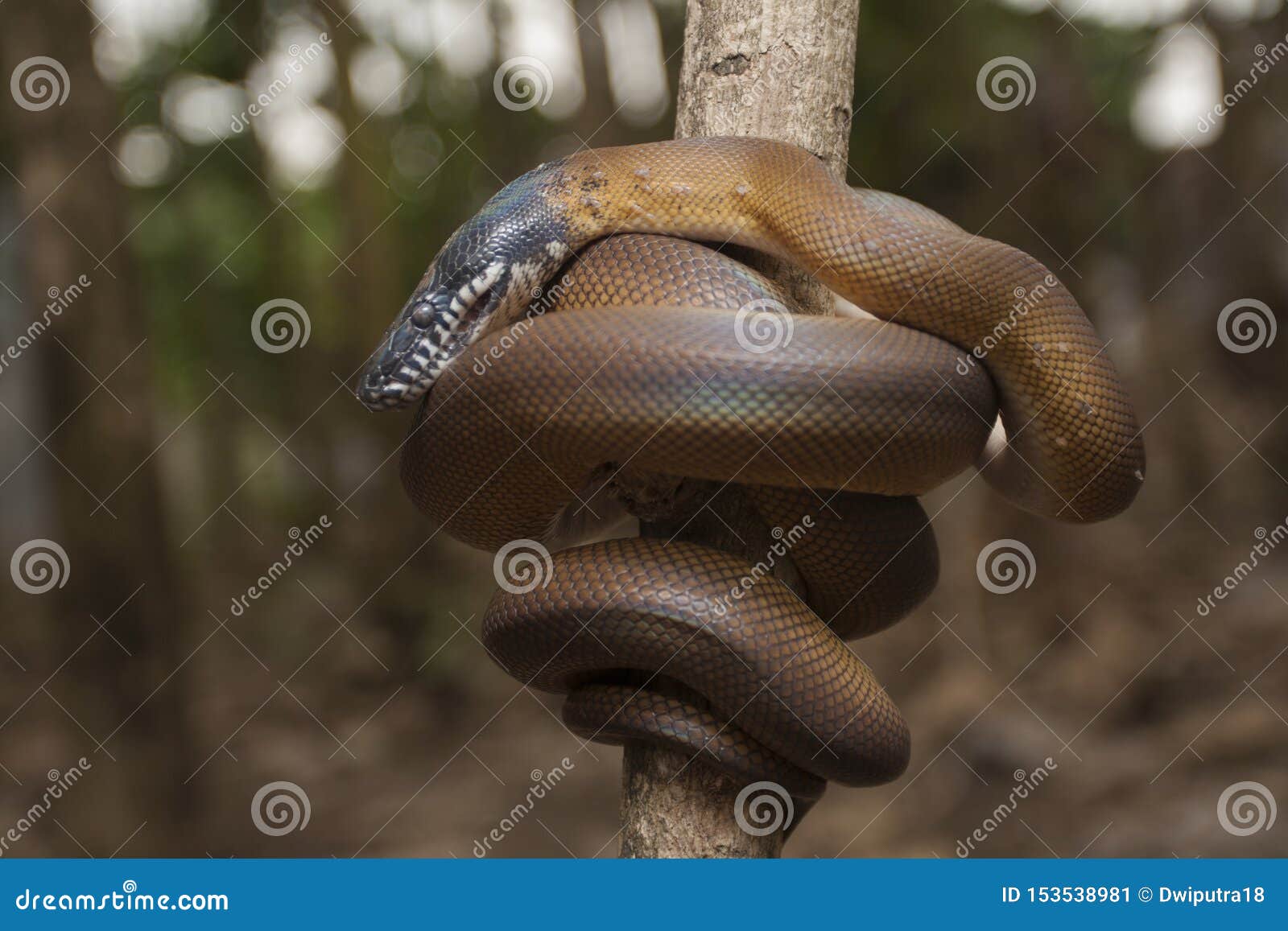 gold albertisi/white lipped python leiopython albertisi