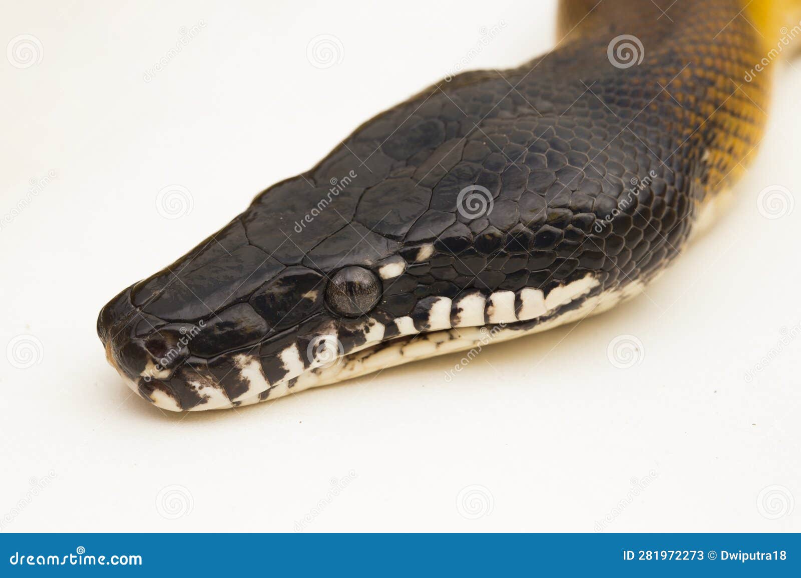 gold albertisi, white lipped python snake (leiopython albertisi)  on white background