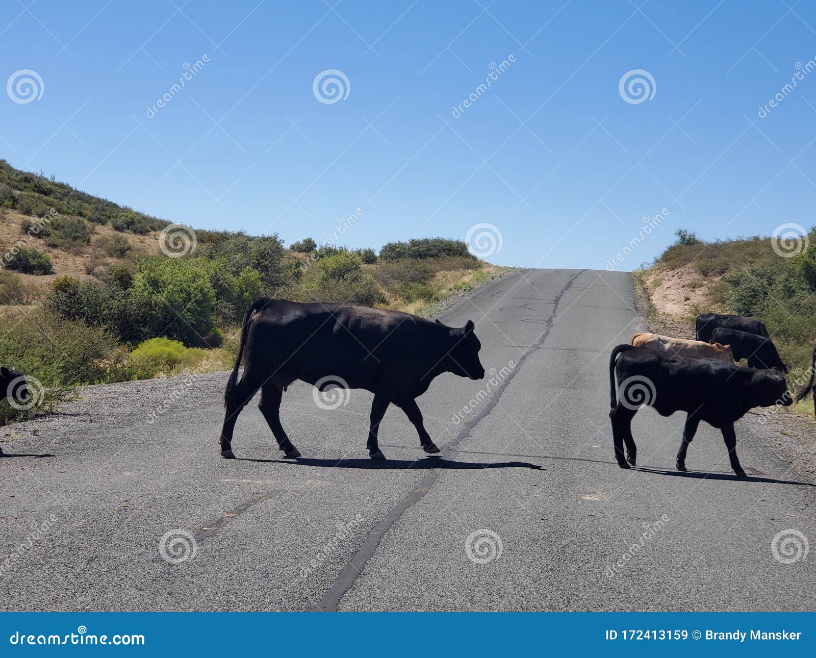 Gold bar ranch stock image. Image of mama, ranch, gold 172413159