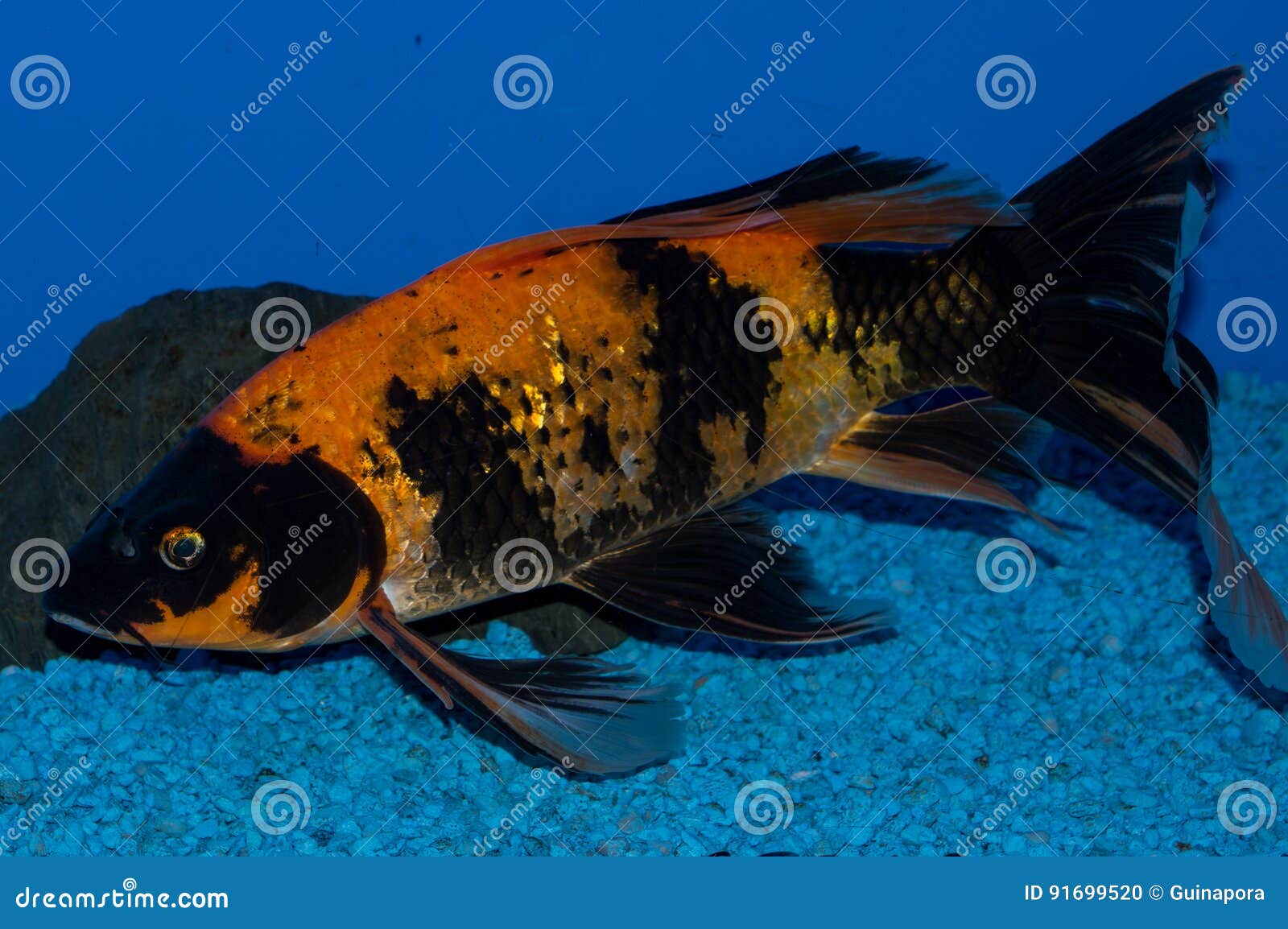 gold black butterfly koi butterfly koi longfin koi dragon carp type ornamental fish notable their elongated 91699520