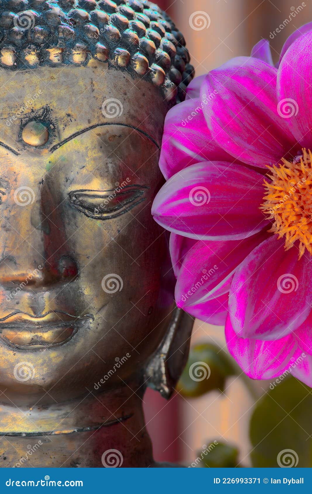 fabrik Modtager maskine Rummet Gold Buddha Head Statue and Flower. Spiritual Meditation and Zen Buddhism  Nature Image Stock Image - Image of face, pink: 226993371