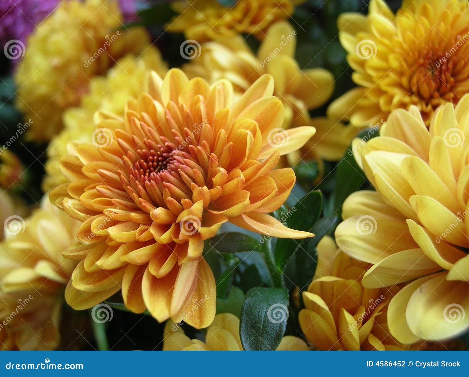Gold Chrysanthemum Stock Photography Image 4586452