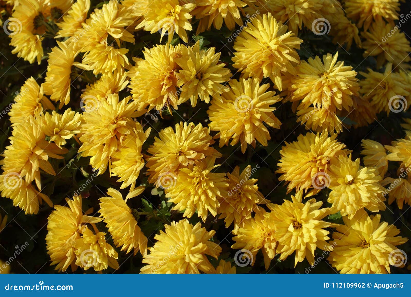 Gold Flowers of Chrysanthemum in Autumn Stock Photo Image of blossom
