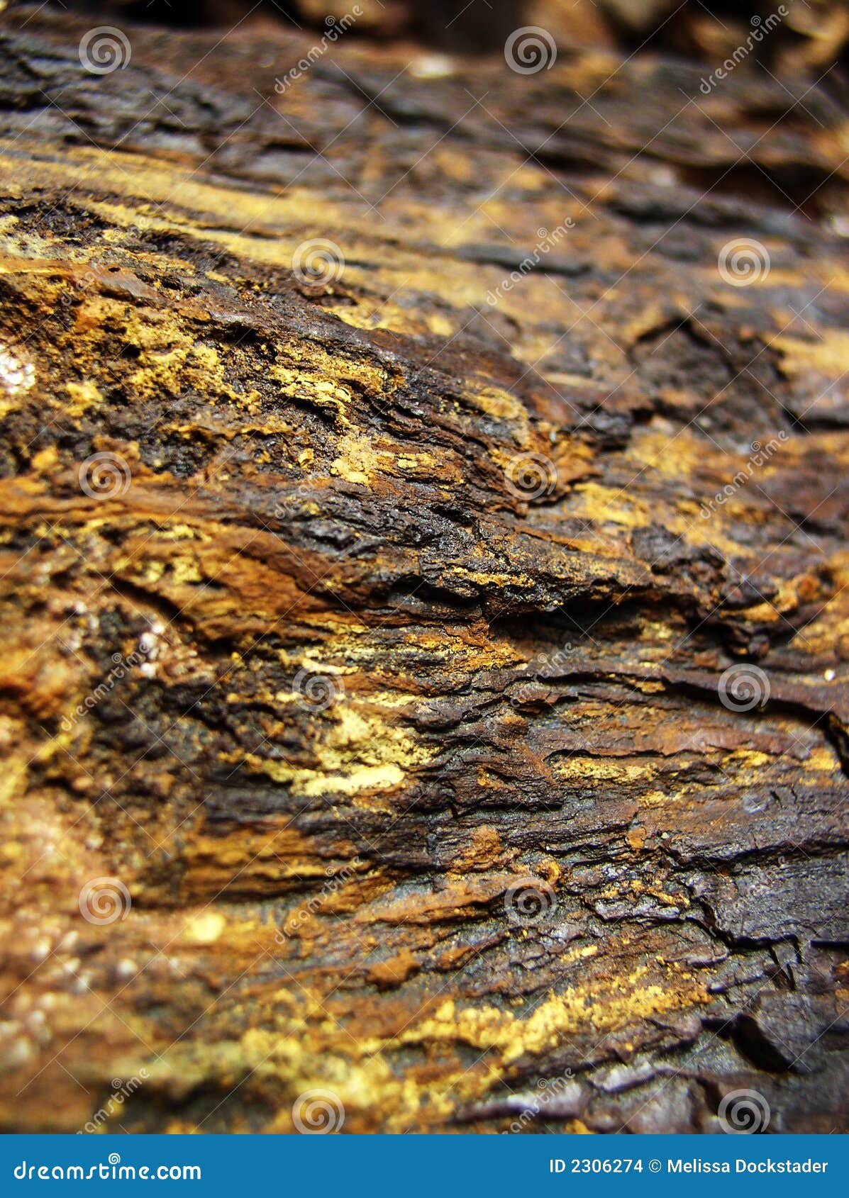 Can Gold Be Found in Petrified Wood 