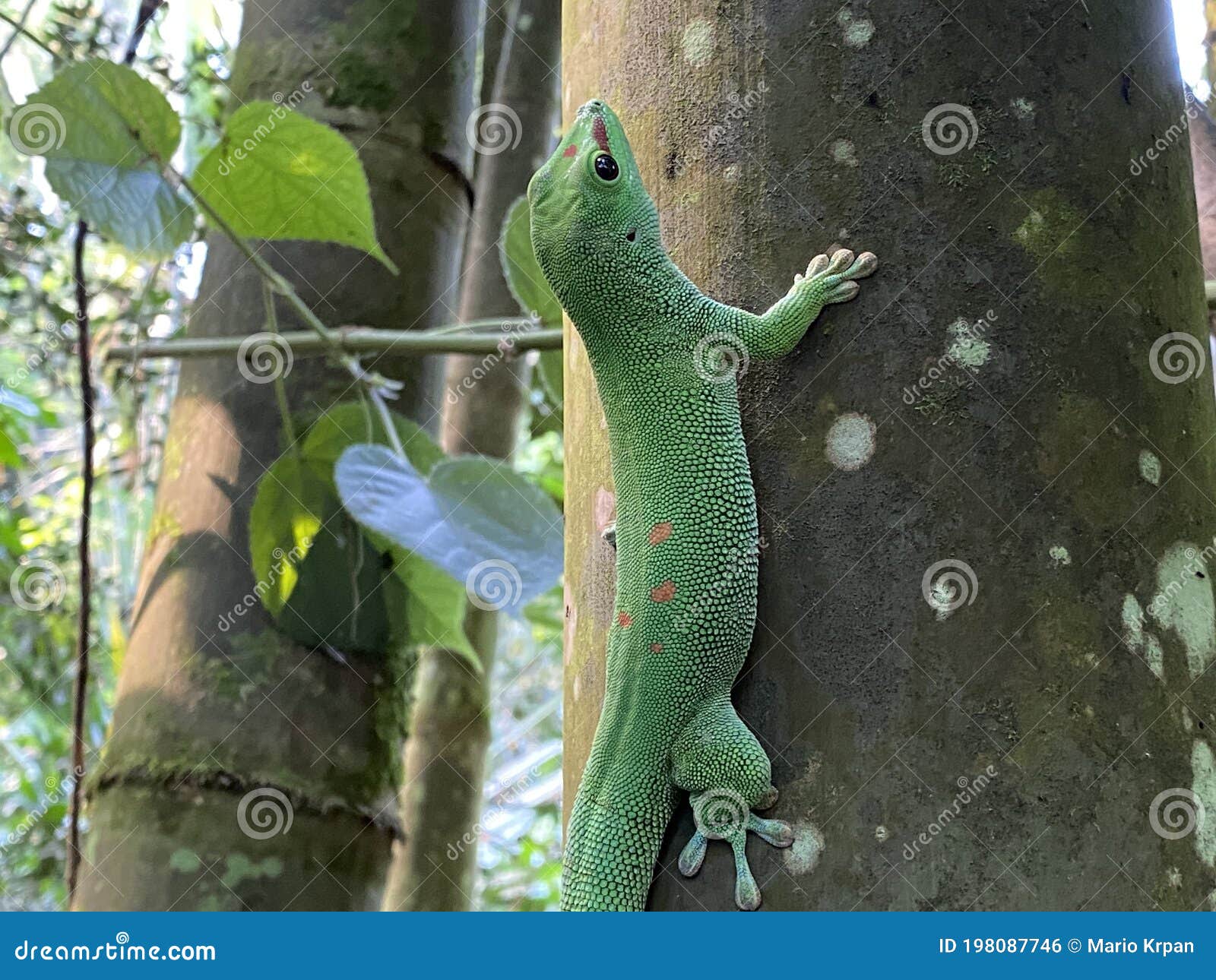 gold dust day gecko phelsuma laticauda, syn. pachydactylus laticauda, der goldstaub-taggecko or il felsuma dalla coda larga
