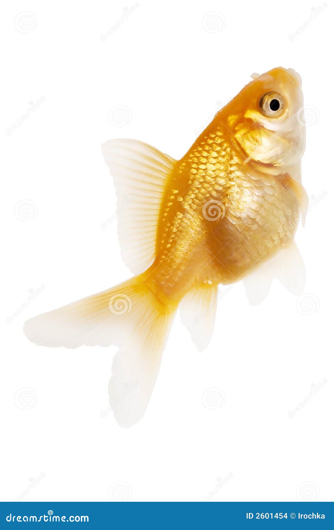 Gold fish stock photo. Image of color, gold, animals, orange - 2601454