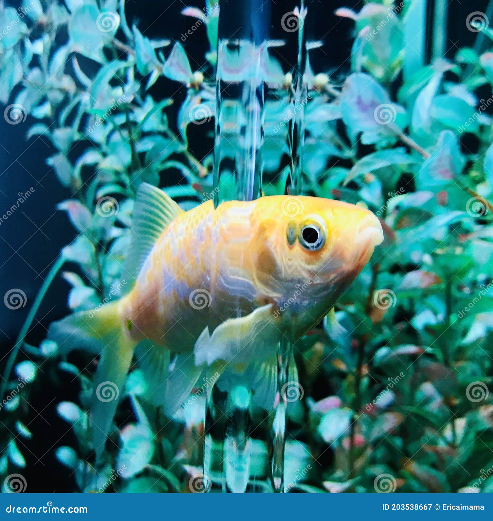 Gold Fish in Aquarium Tank. View from Corner of the Tank.the Fish Looks  Strangely Embedded in the Glass Tank. Stock Image - Image of golden, black:  203538667