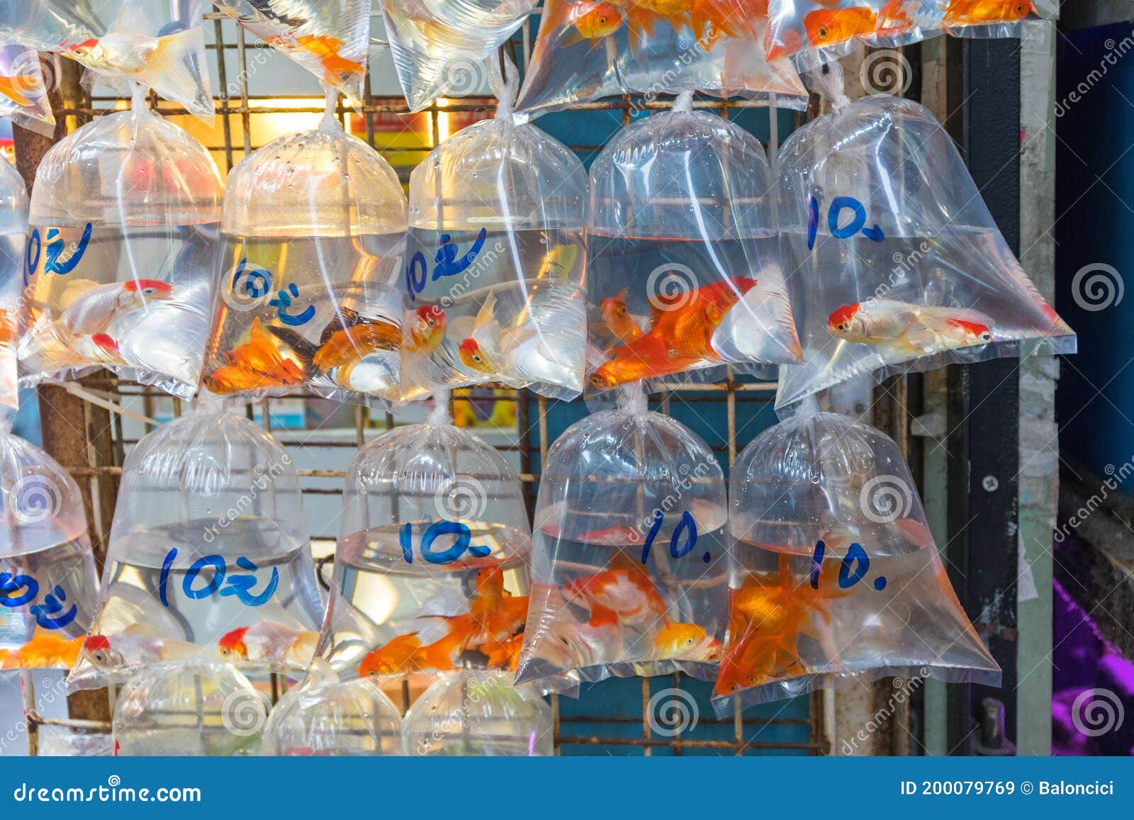 Gold Fish Bags stock image. Image of water, wall, gold - 200079769