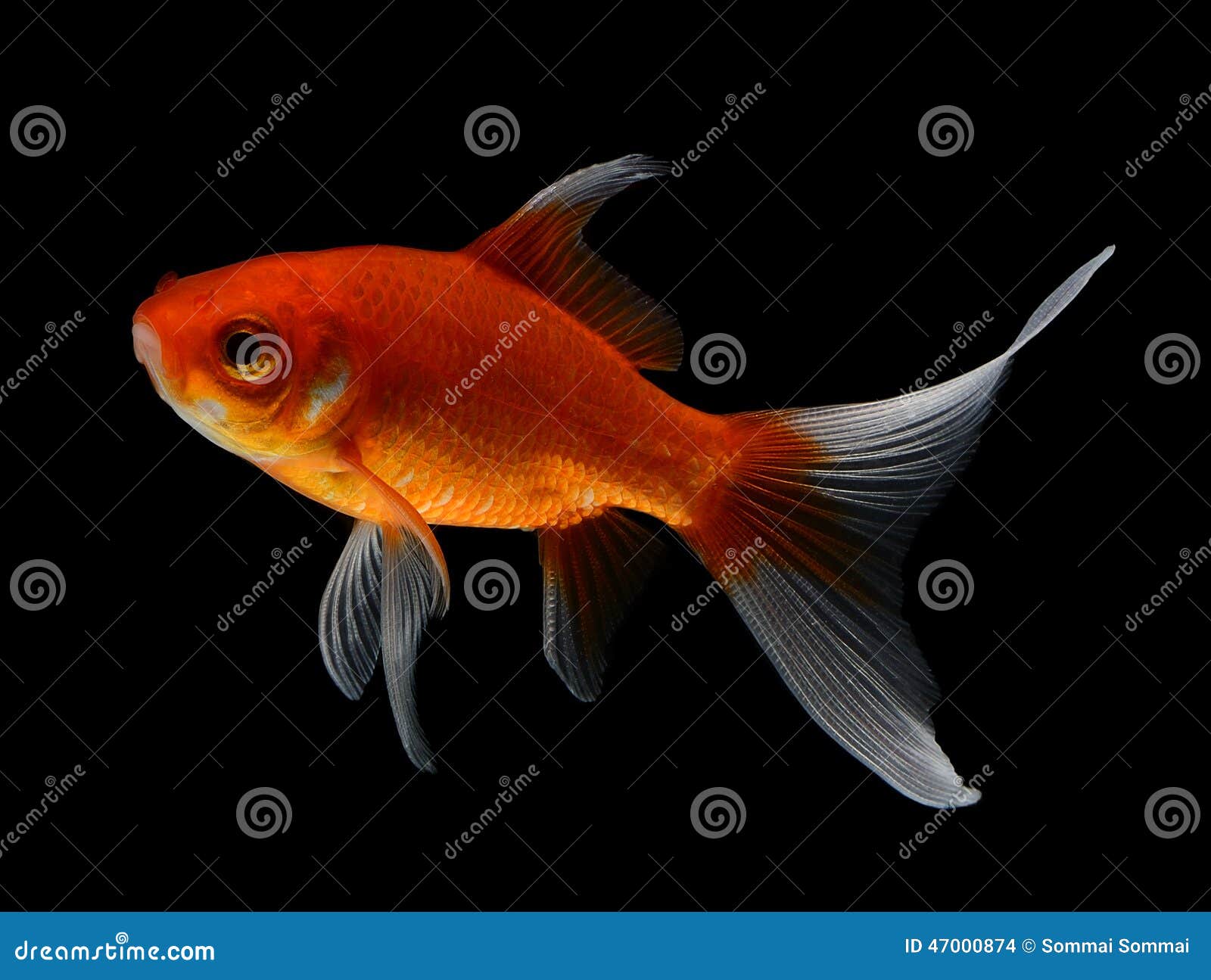 162,099 Fish Black Background Photos Free & RoyaltyFree Stock Photos