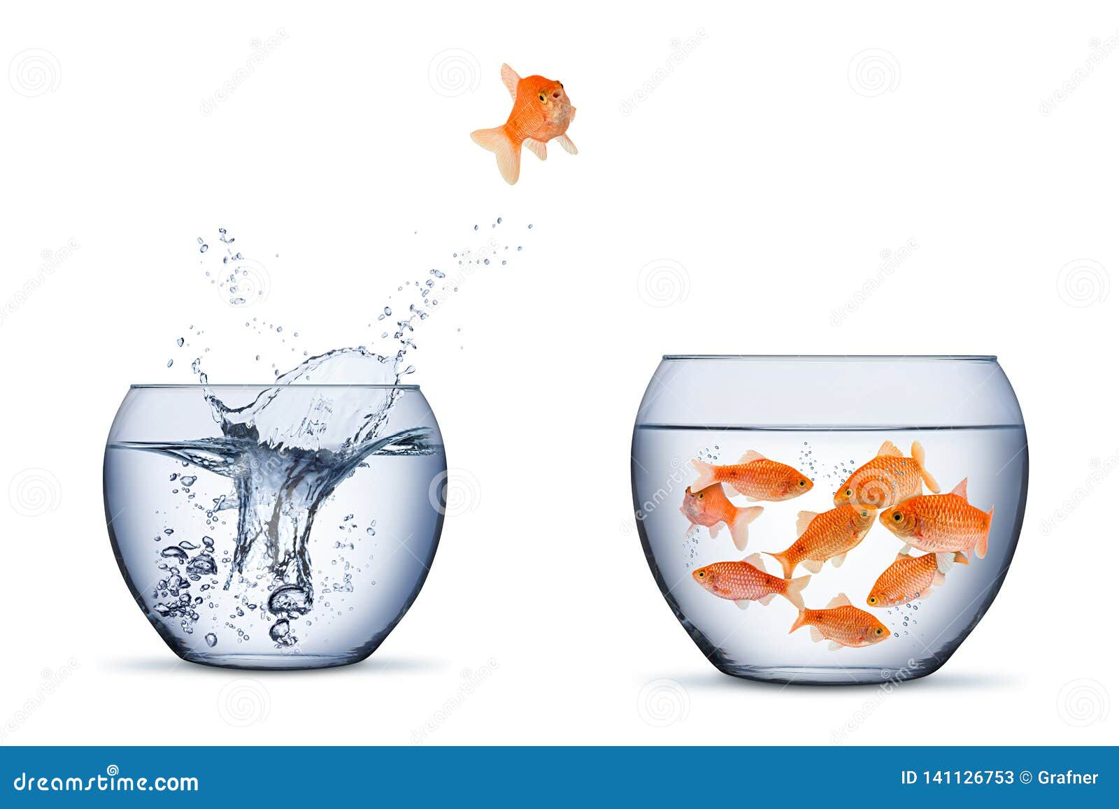 gold fish change move retrun separartion family teamwork concept jump into other bigger bowl  background