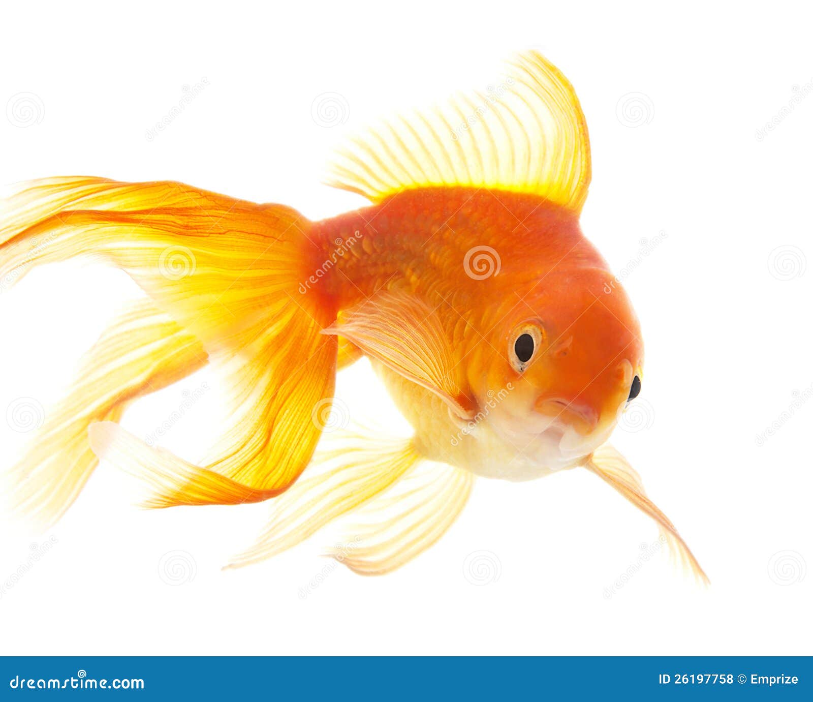 gold fish (golden carp). isolation on the white