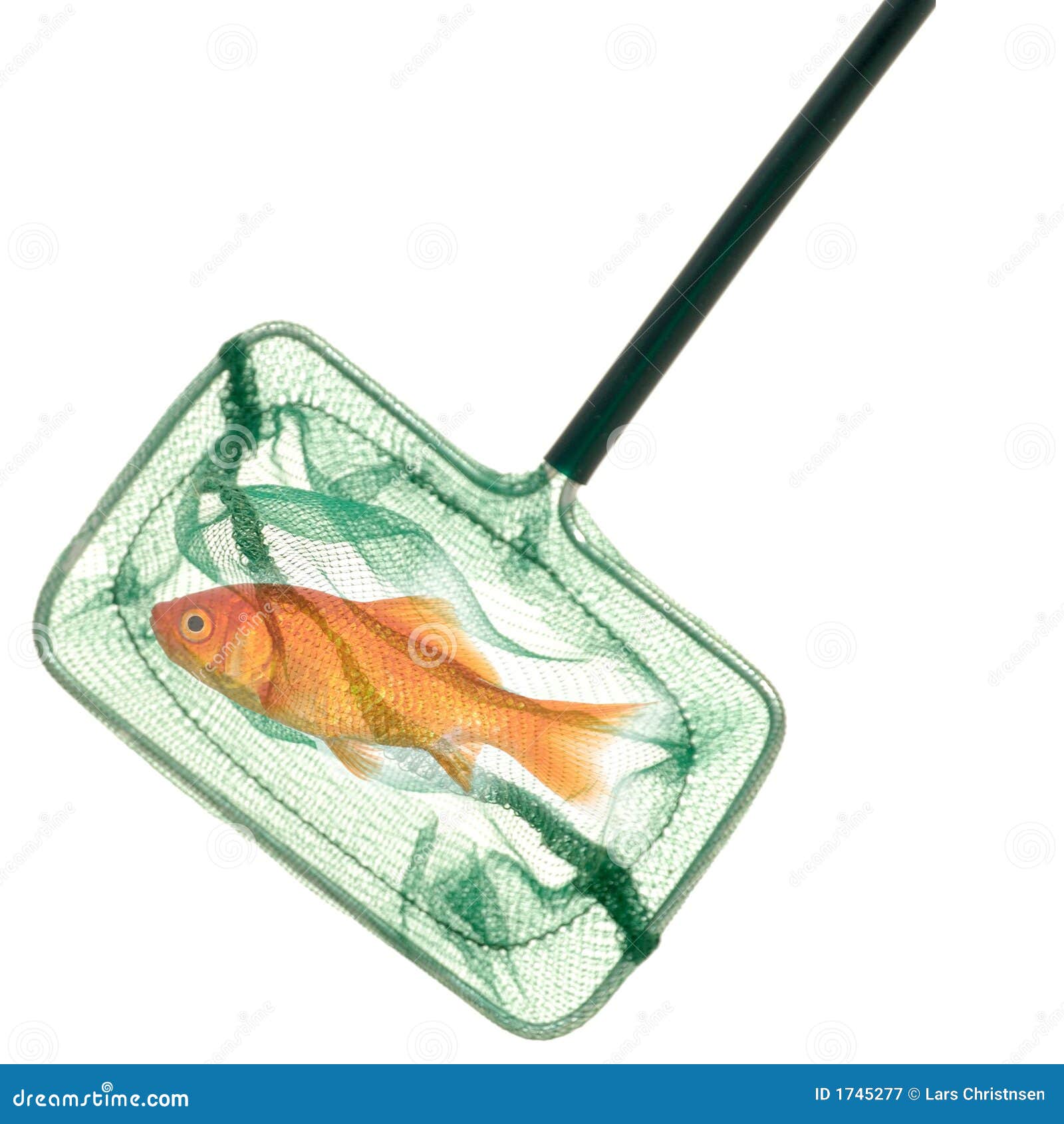 210 Goldfish Net Stock Photos - Free & Royalty-Free Stock Photos