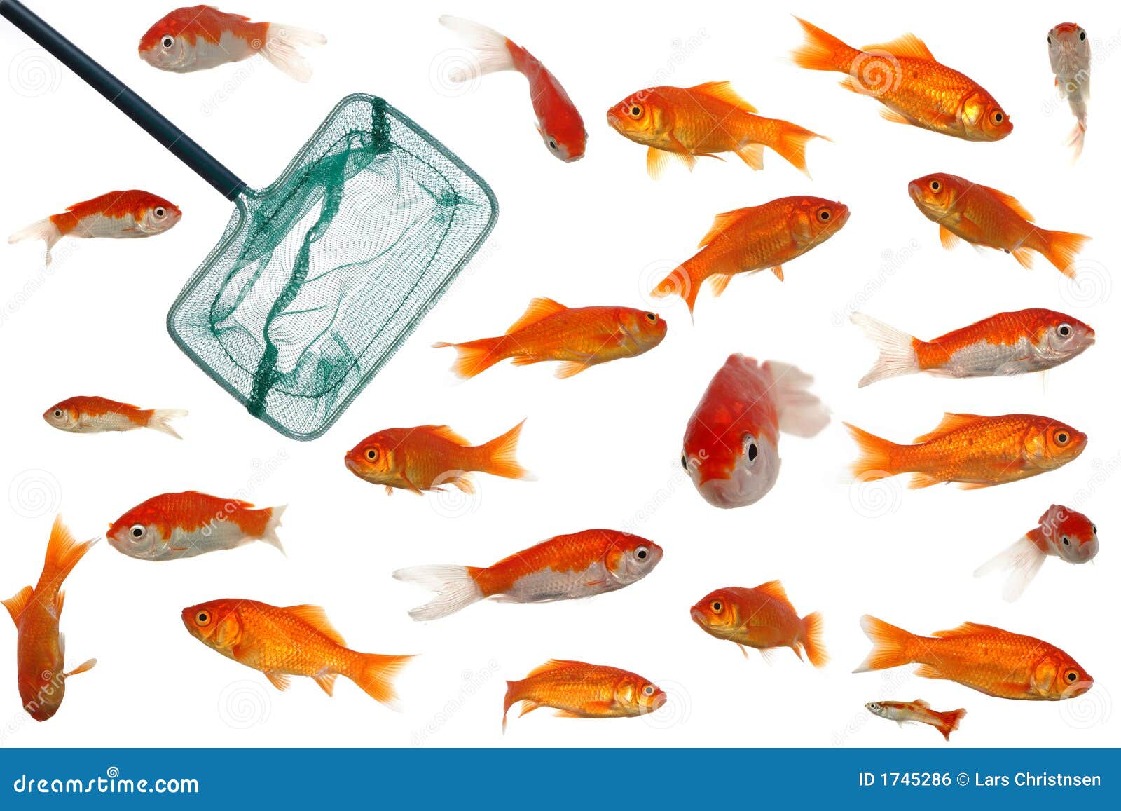 210 Goldfish Net Stock Photos - Free & Royalty-Free Stock Photos