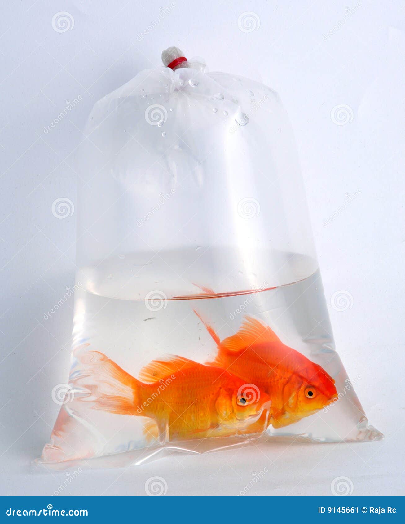 gold-fish-plastic-bag-9145661.jpg