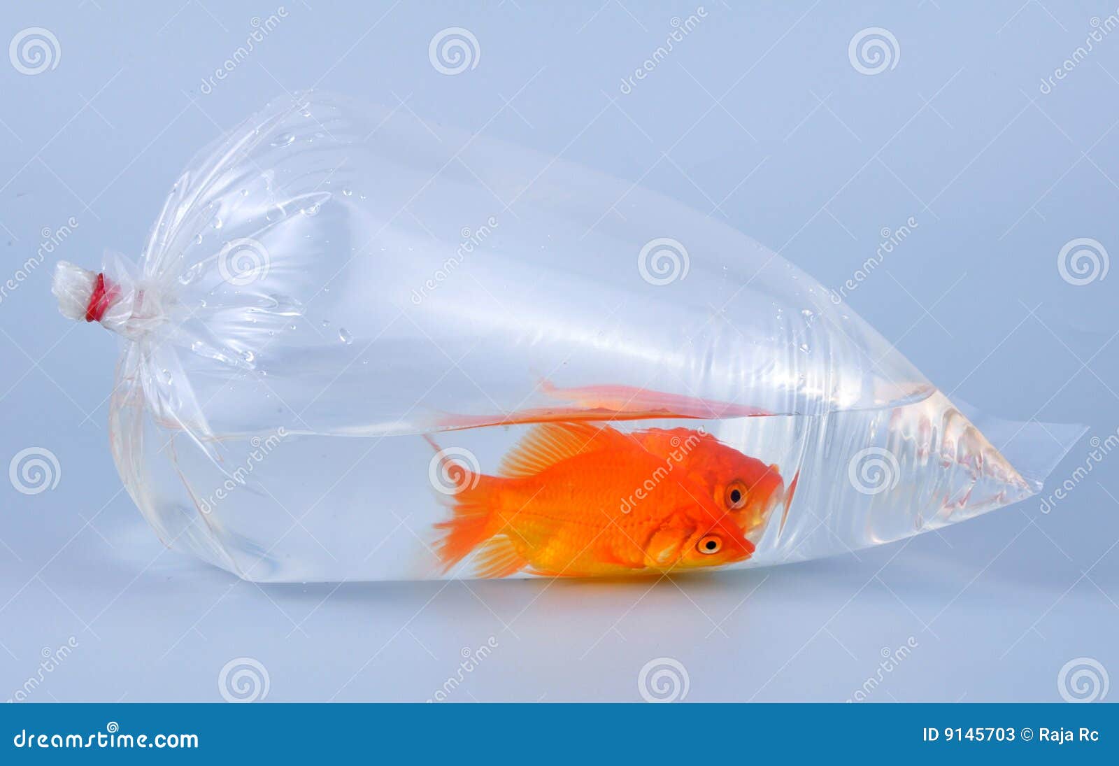 Gold fish in plastic bag stock image. Image of bowl, cute 9145703