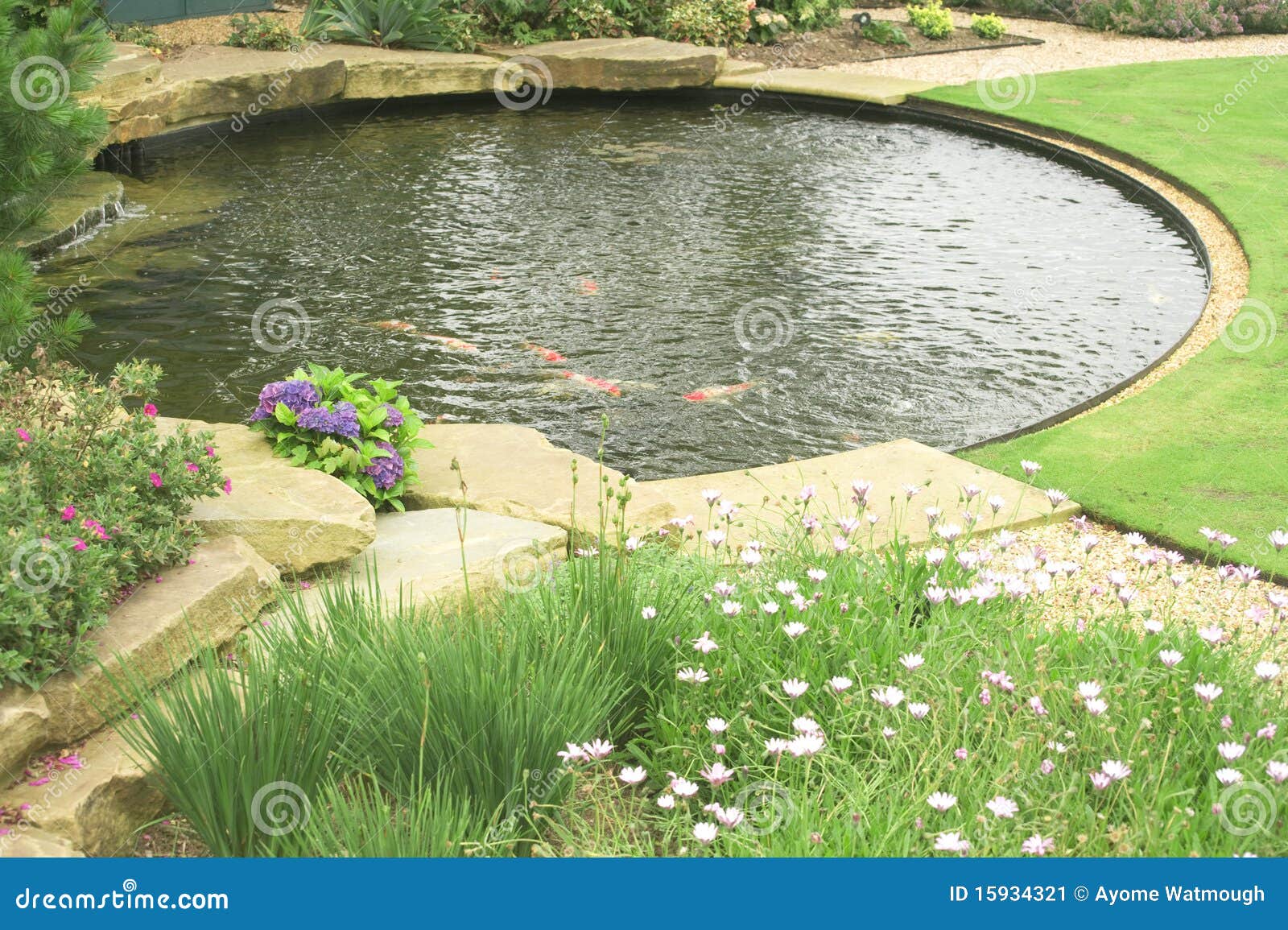 a gold fish pond in the garden.