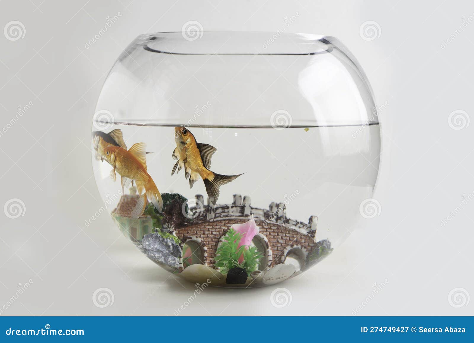https://thumbs.dreamstime.com/z/gold-fish-tank-simple-classic-aquarium-o-274749427.jpg