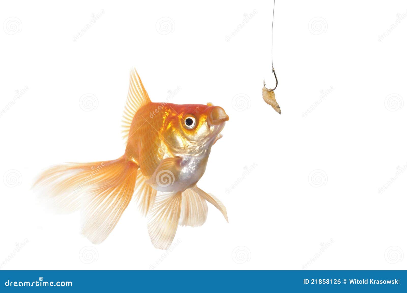 Fish Goldfish Hook Worm Stock Photos - Free & Royalty-Free Stock