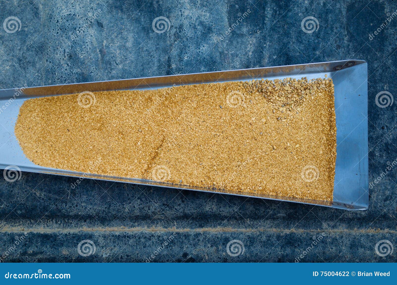 gold flakes in a sluice box