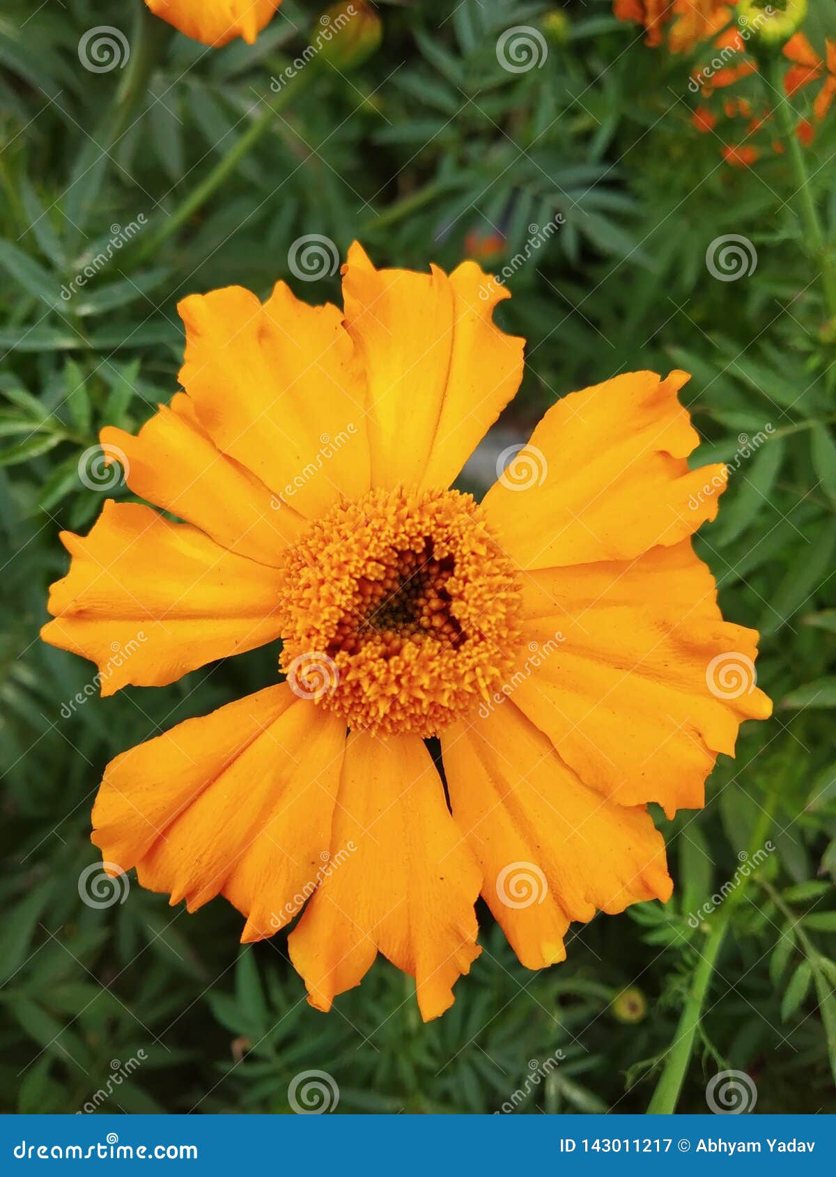 Gold flower stock image. Image of positive, filling 143011217