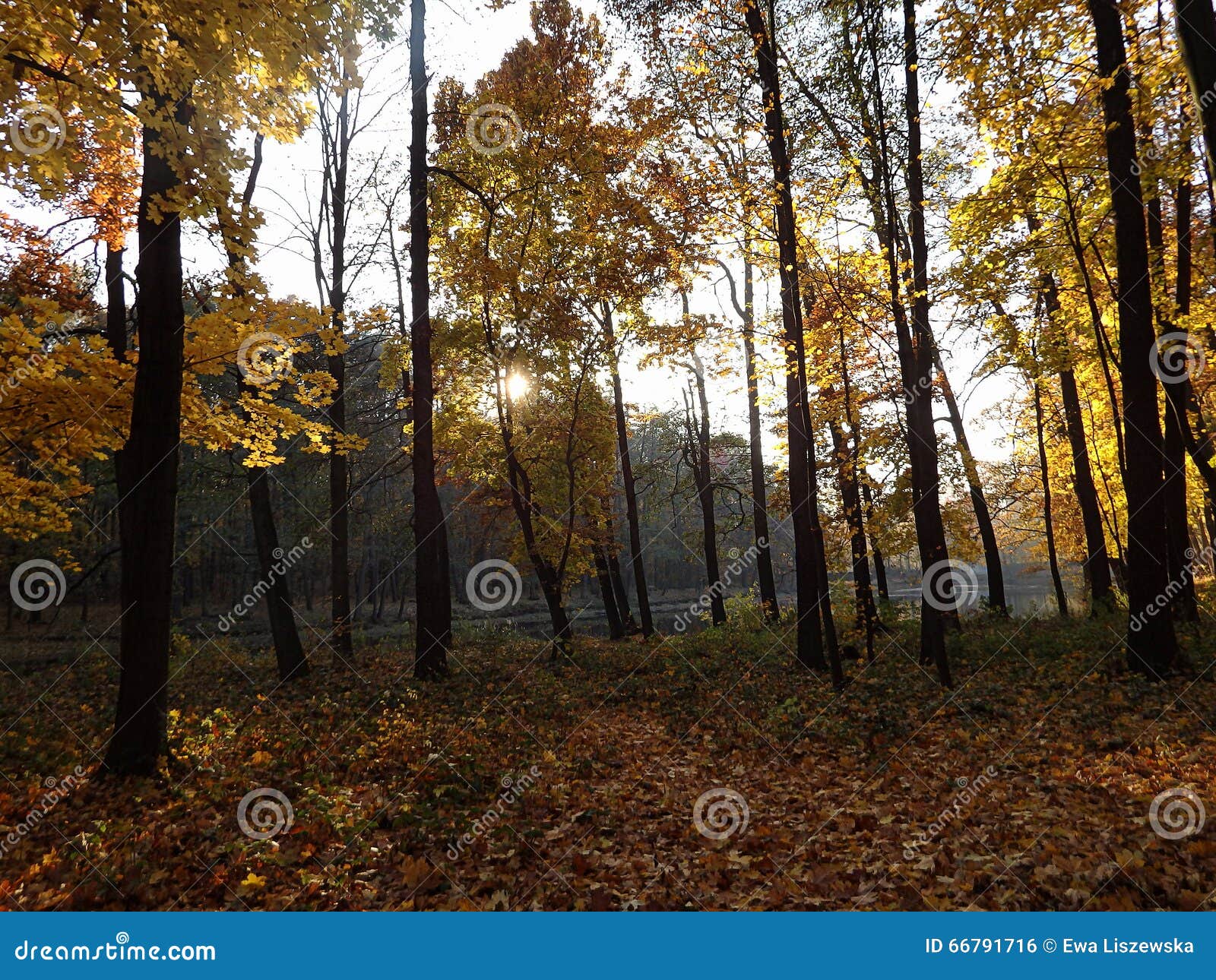 Gold forest stock photo. Image of ngold, background, forest 66791716