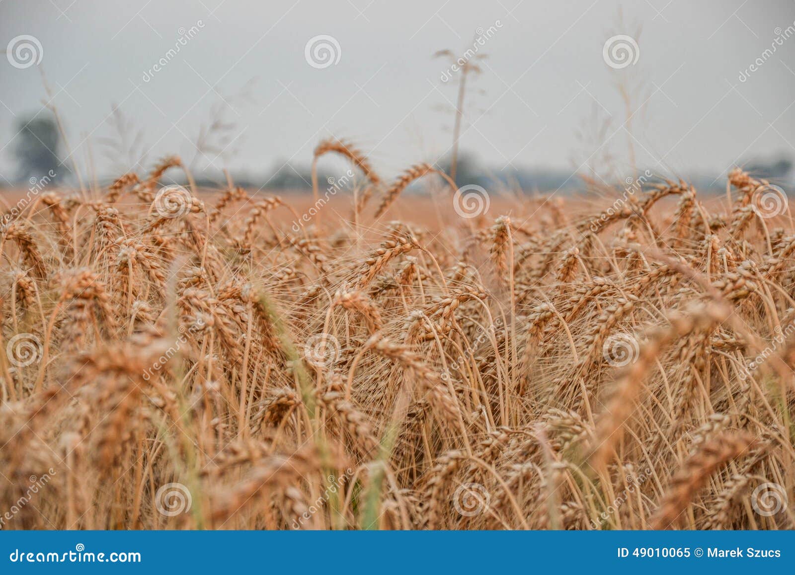 golden grain farms and chs golden grain farms and chs