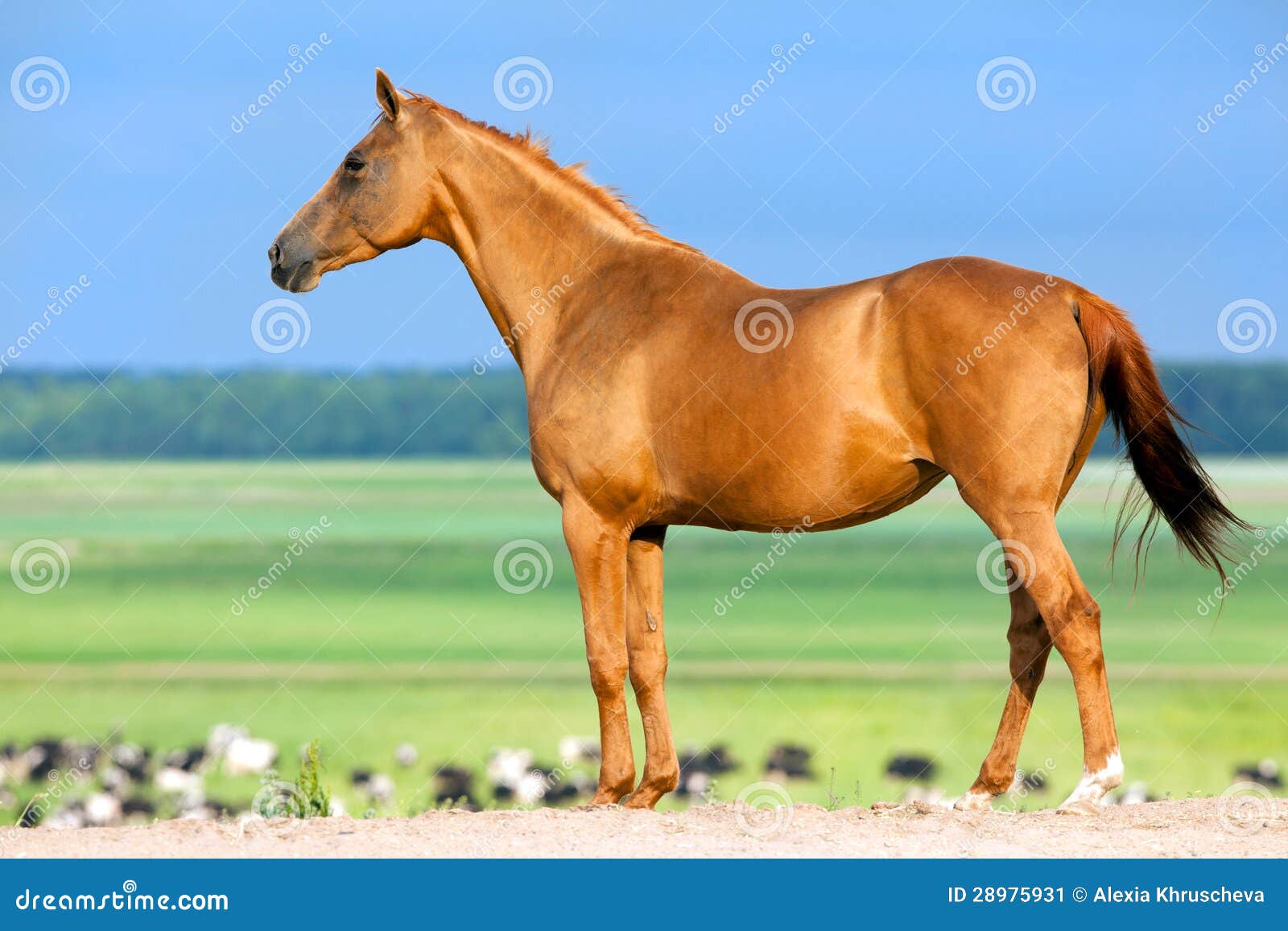 Gold Horse Standing in Pasture . Stock Image Image of beauty, green