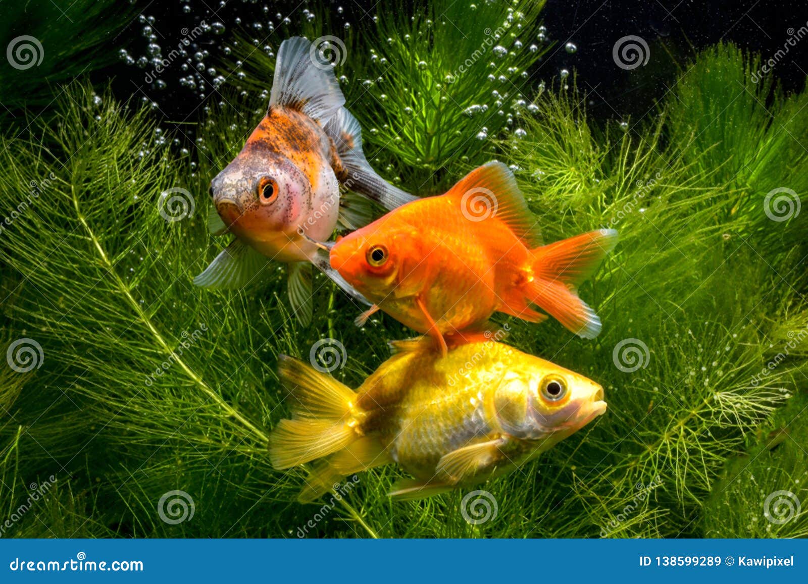 Gold Koi Fish Isolated on Green Water Plants Background Stock Image