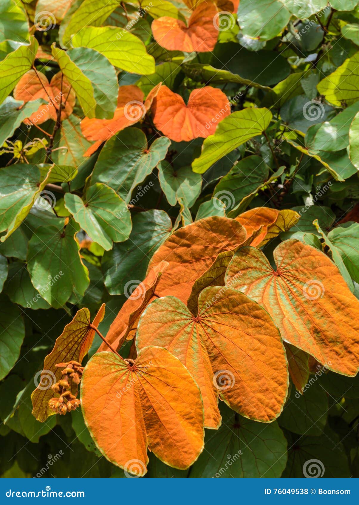Gold Leaf Bauhinia Aureifolia Tree Stock Photo Image of flora