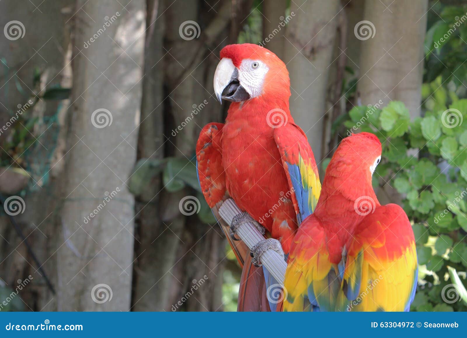 Gold Macaw Of Hong Kong Ocean Park Stock Photo Image Of Loyal Feather