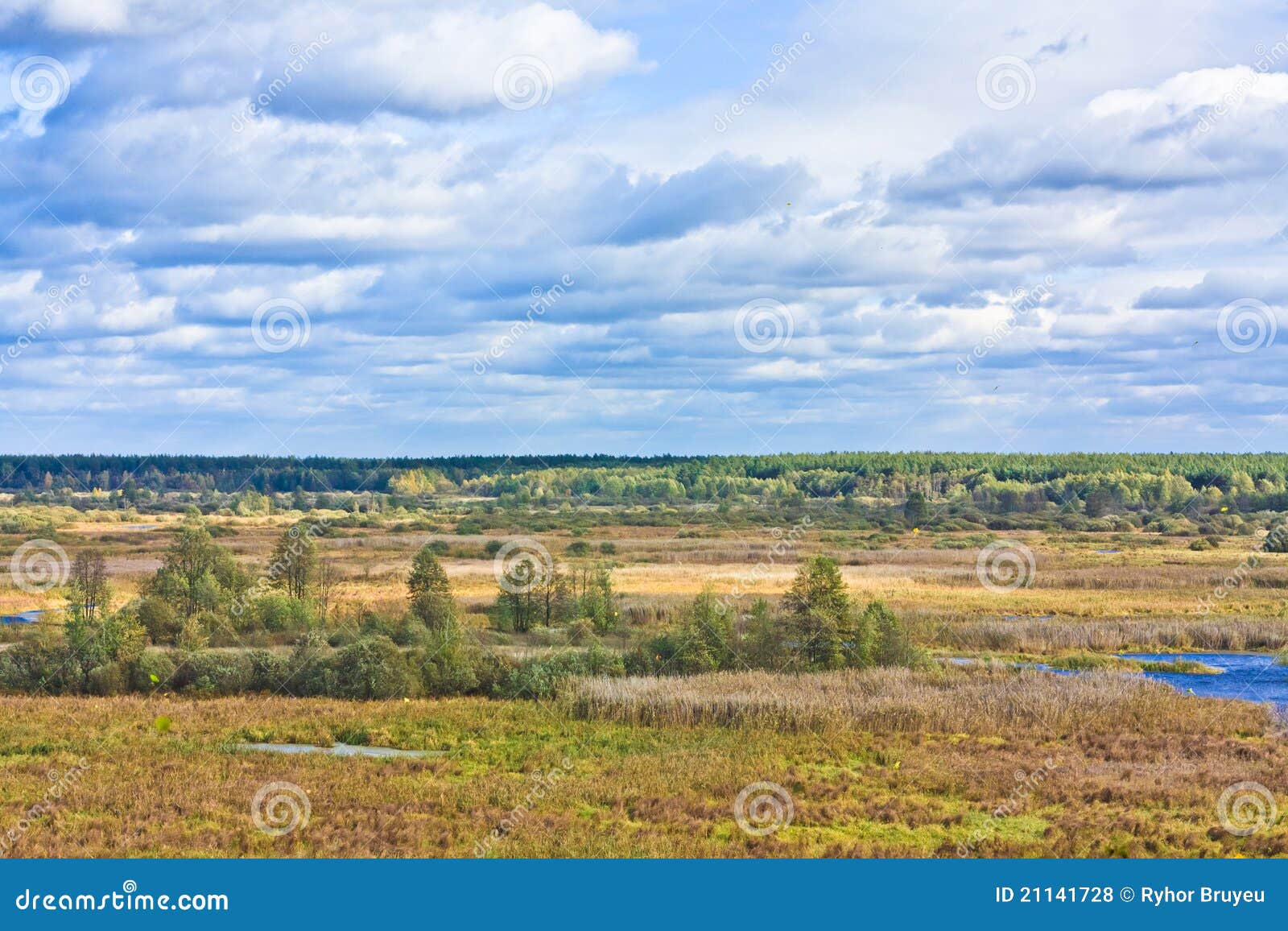 Gold meadow stock photo. Image of forest, nature, glassy 21141728