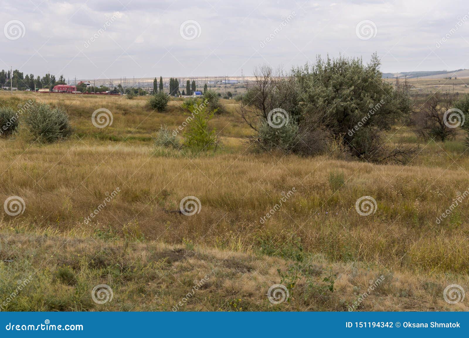 gold meadow with lonely green trees far away and blue calm tender sky above. yellow dry grass. electric poles in the field. travel