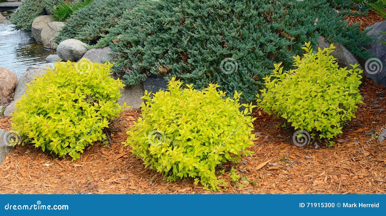 Gold Mound Spirea Landscaping Shrubs Stock Photo Image of gold
