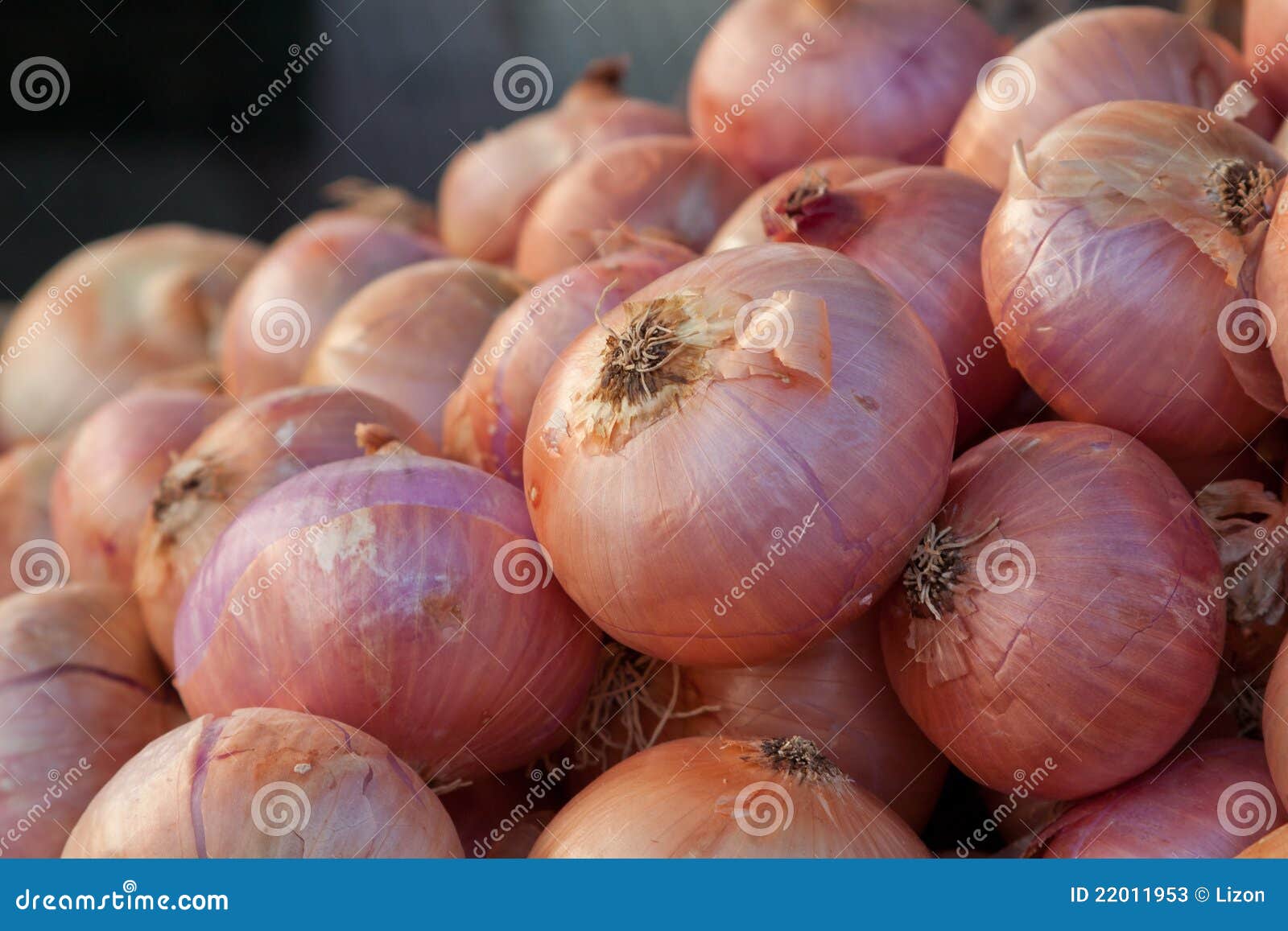 GOLD ONION stock image. Image of diet, fresh, beans, lettuce 22011953