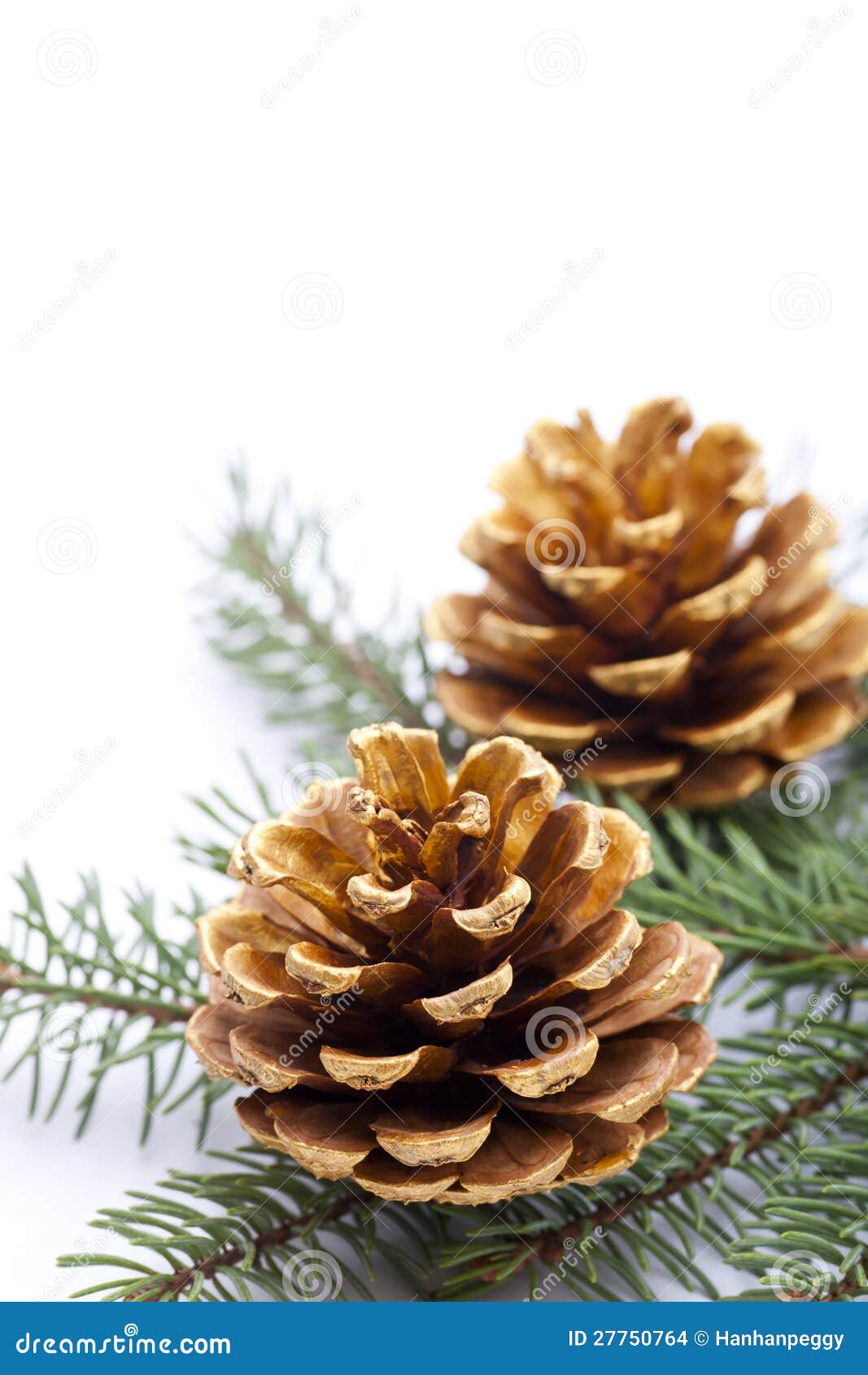 Gold pine cones stock photo. Image of isolated, gold 27750764