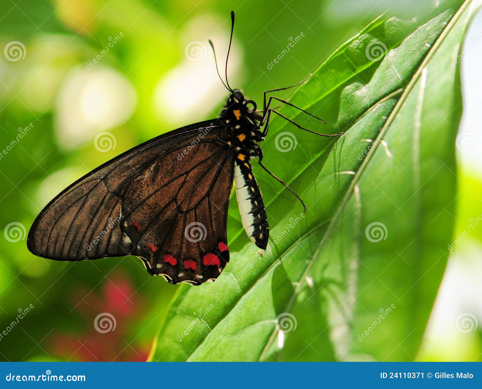 Gold Rim Swallowtail Butterfly Stock Image Image of garden, insects