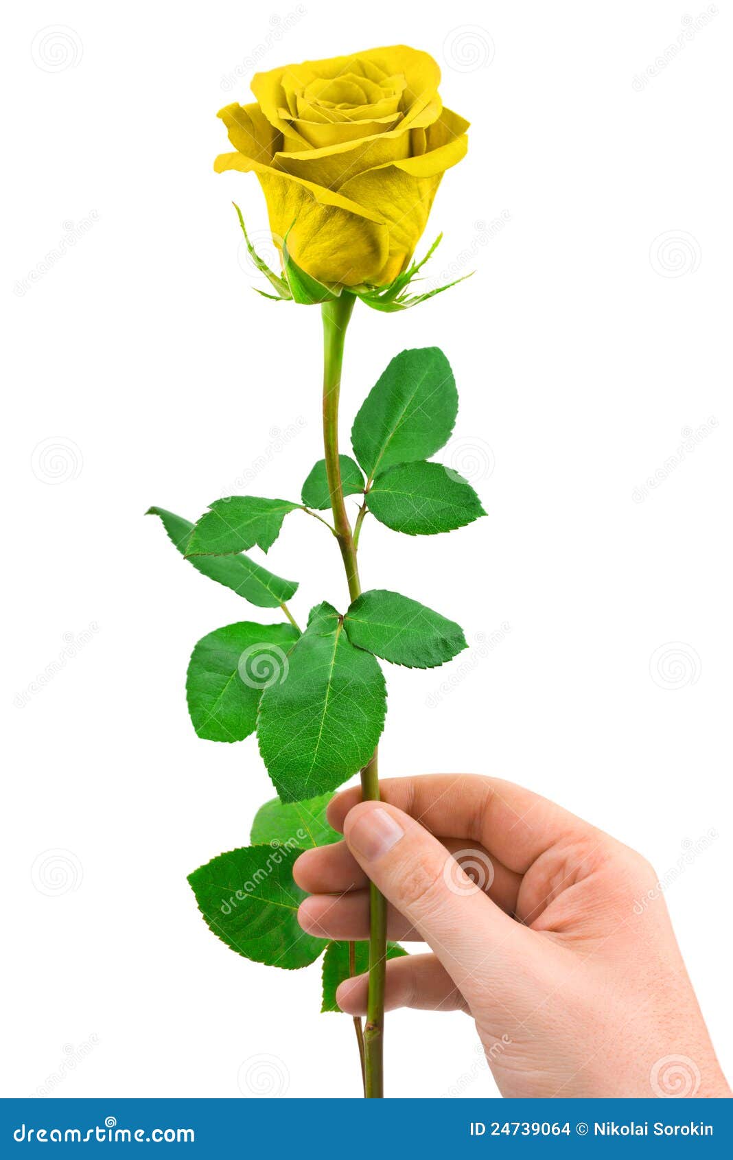 Rose In The Hand Of A Boy RoyaltyFree Stock Image