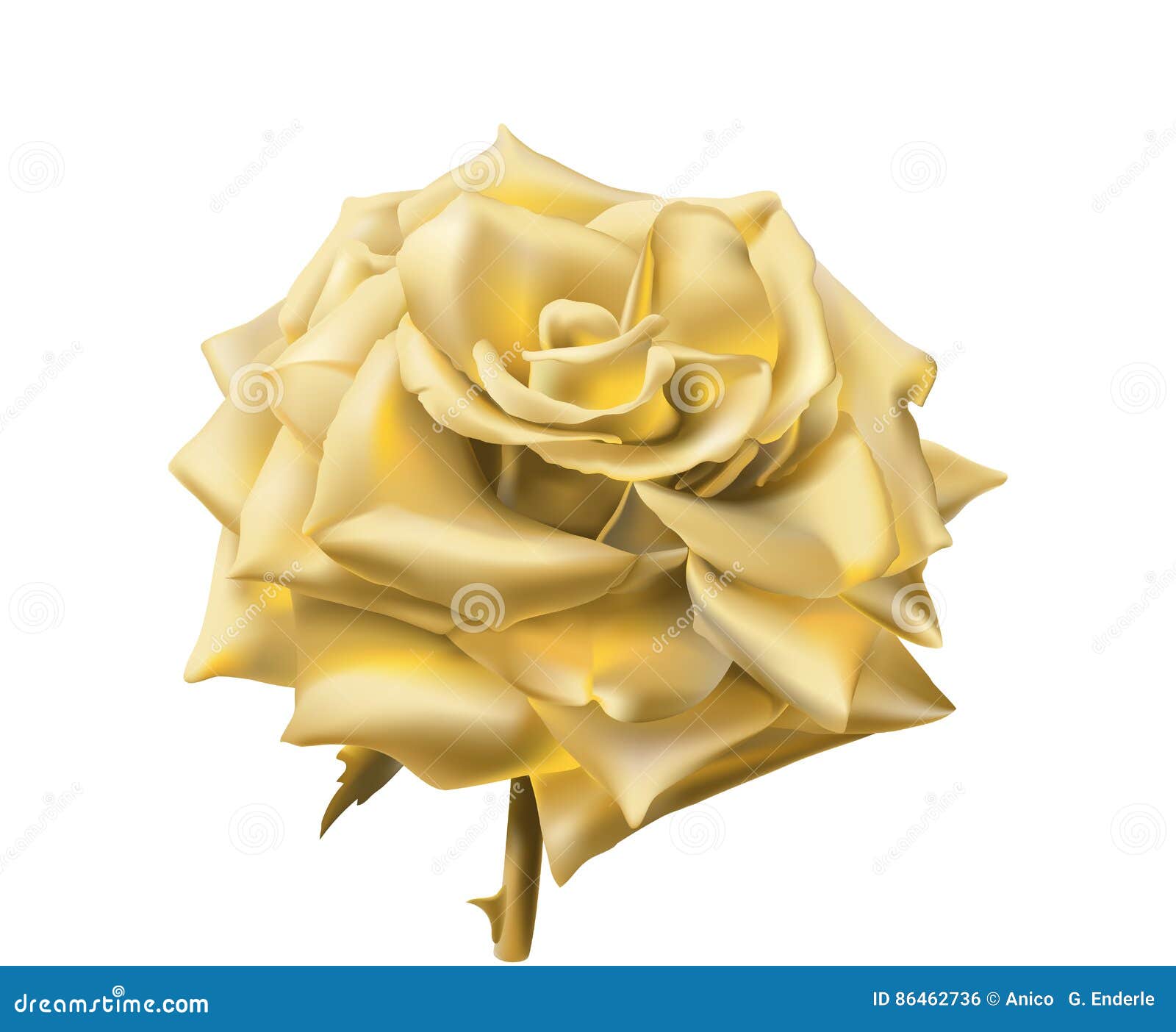 Gold Rose. stock vector. Illustration of nature, drawn - 86462736