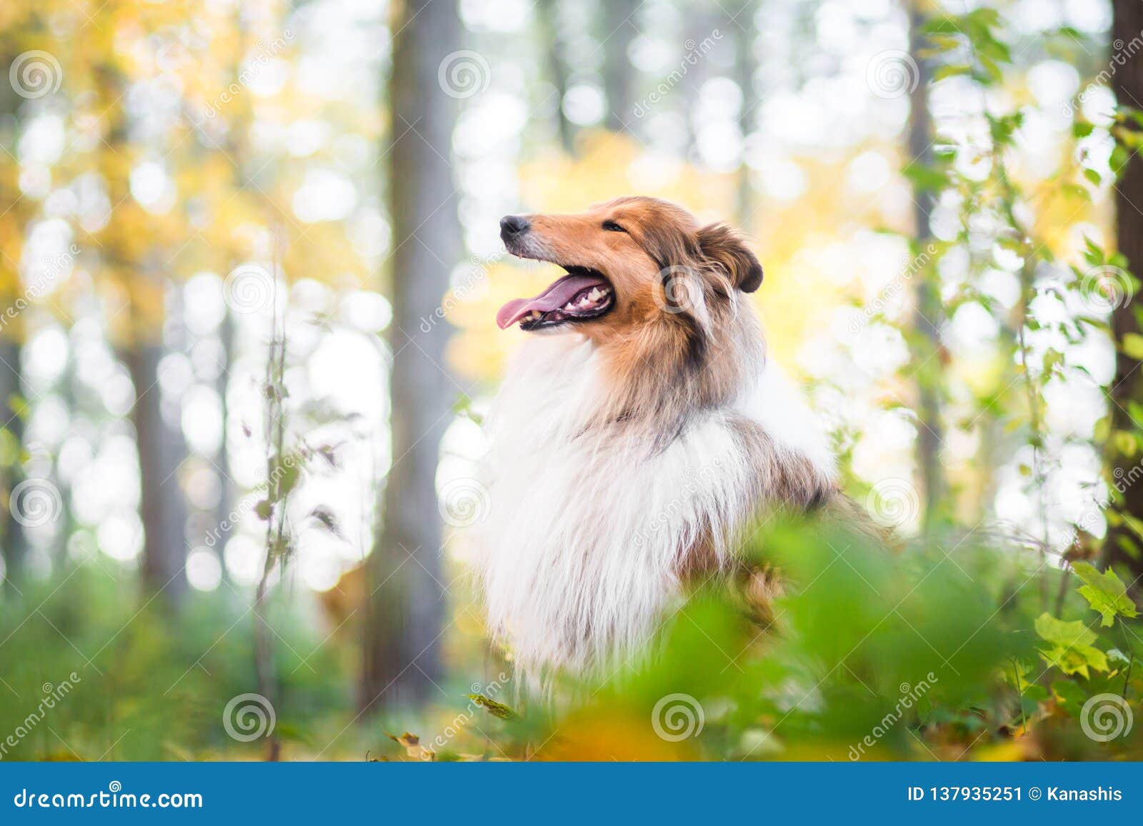 404 Lassie Dog Stock Photos, High-Res Pictures, and Images - Getty Images