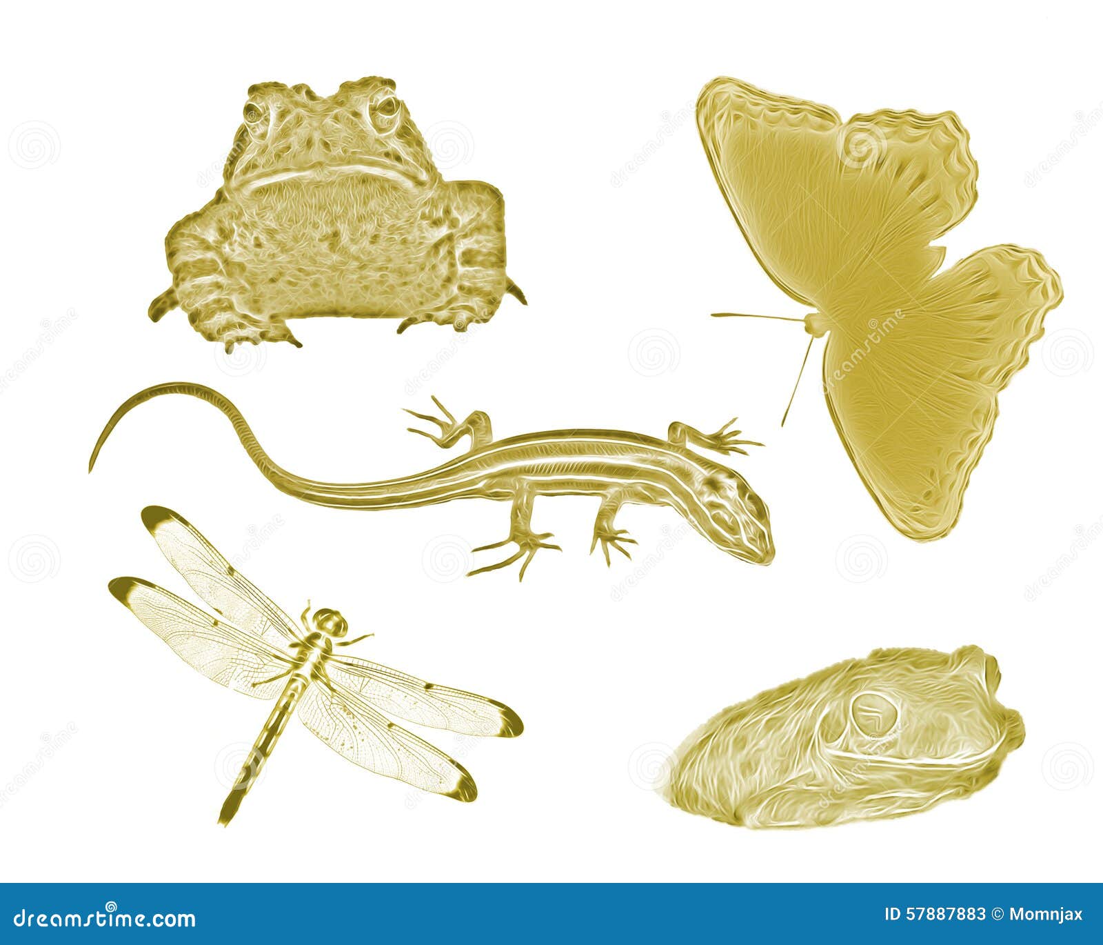 Gold Small Backyard Animals And Insects Stock Image Image Of