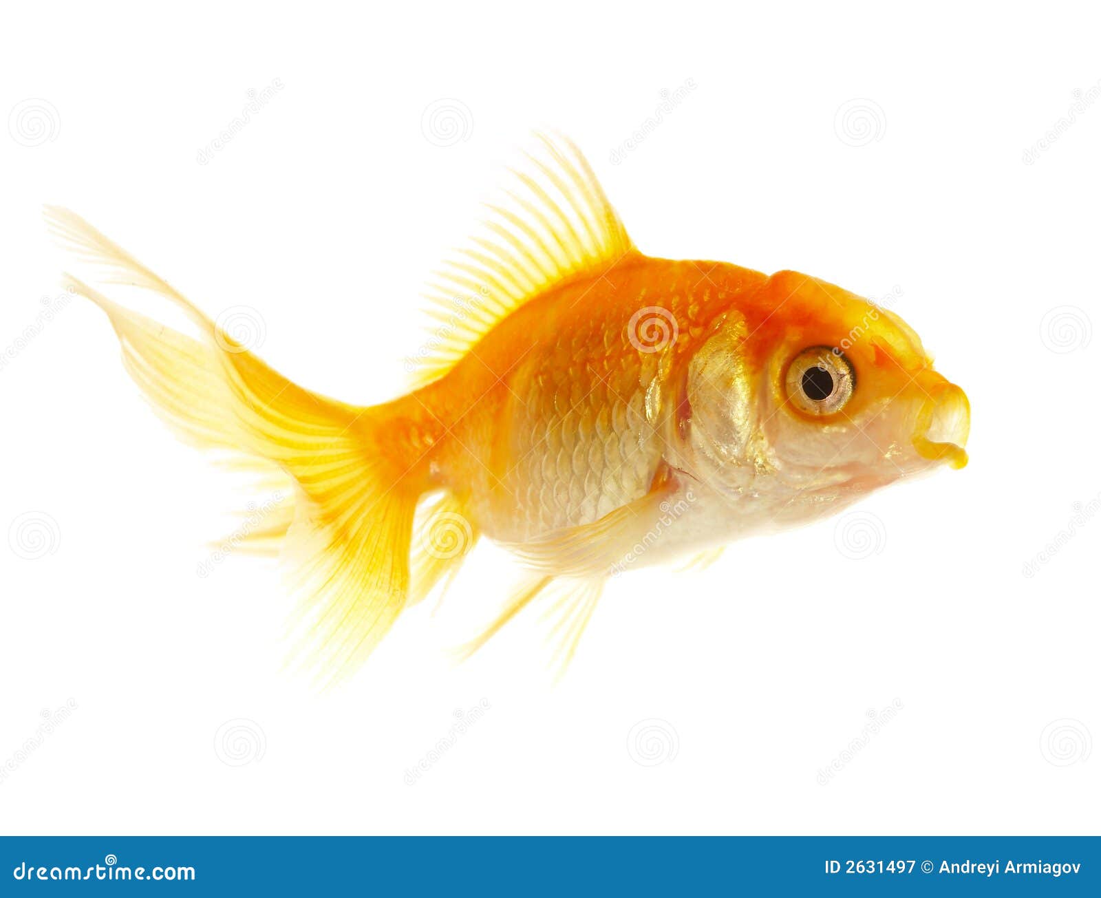 gold small fish stock