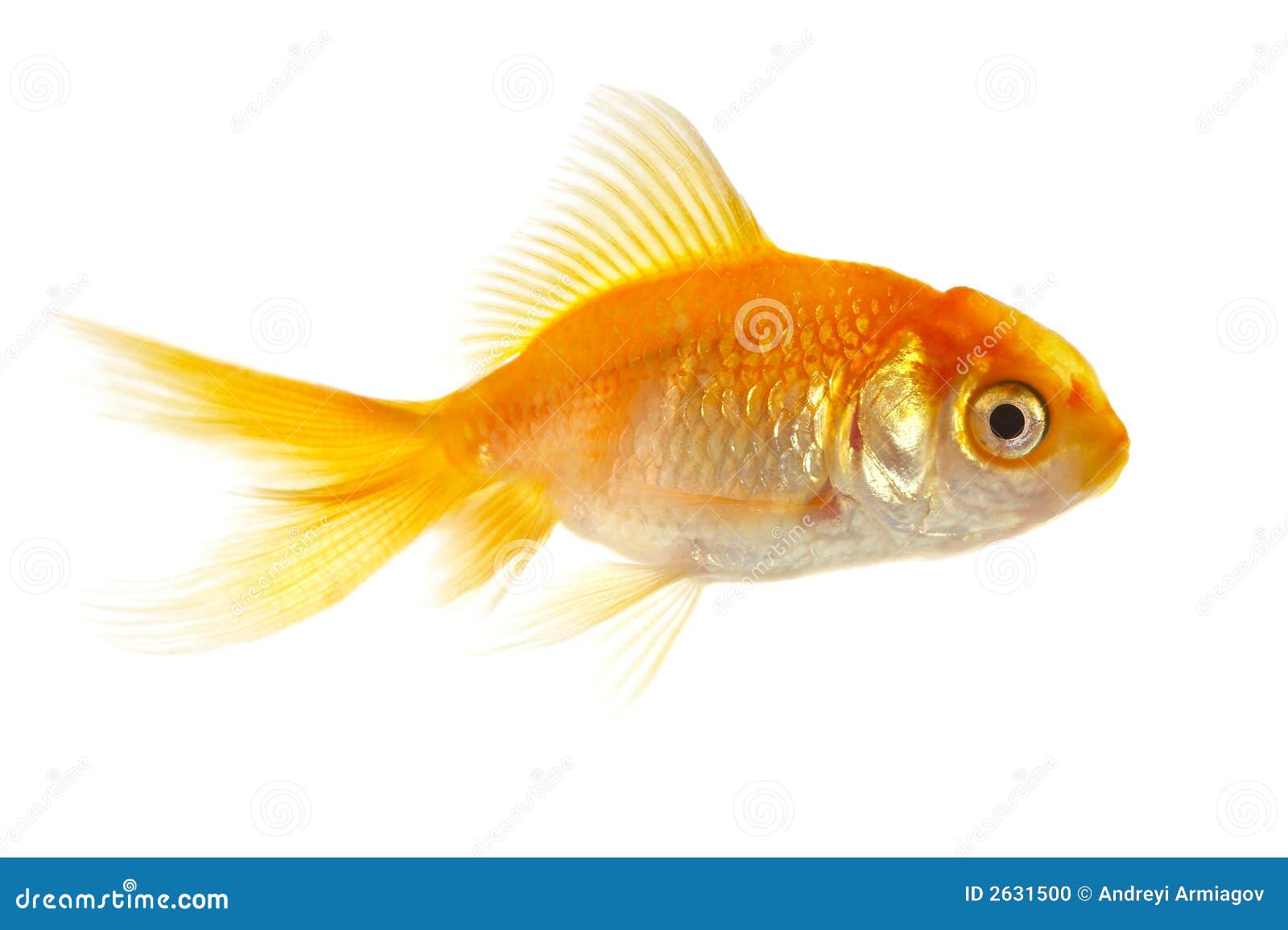 Gold Small Fish Stock Photo Image Of Lake Golden Head 2631500