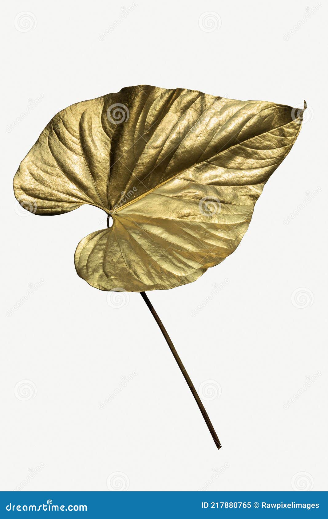 Gold Spray Paint on an Alocasia Leaf Stock Image Image of broad