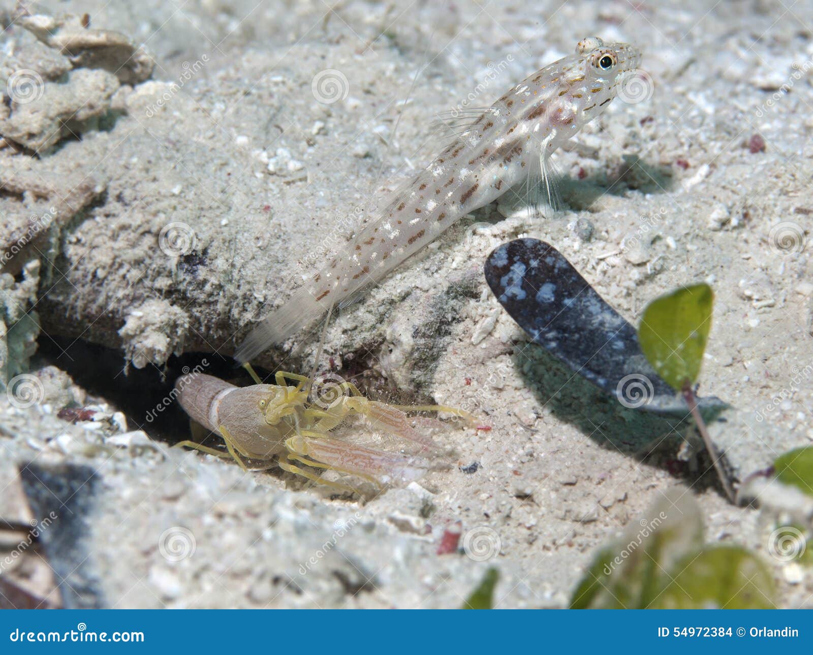 gold-streaked prawn-goby and djeddah snapping shrimp