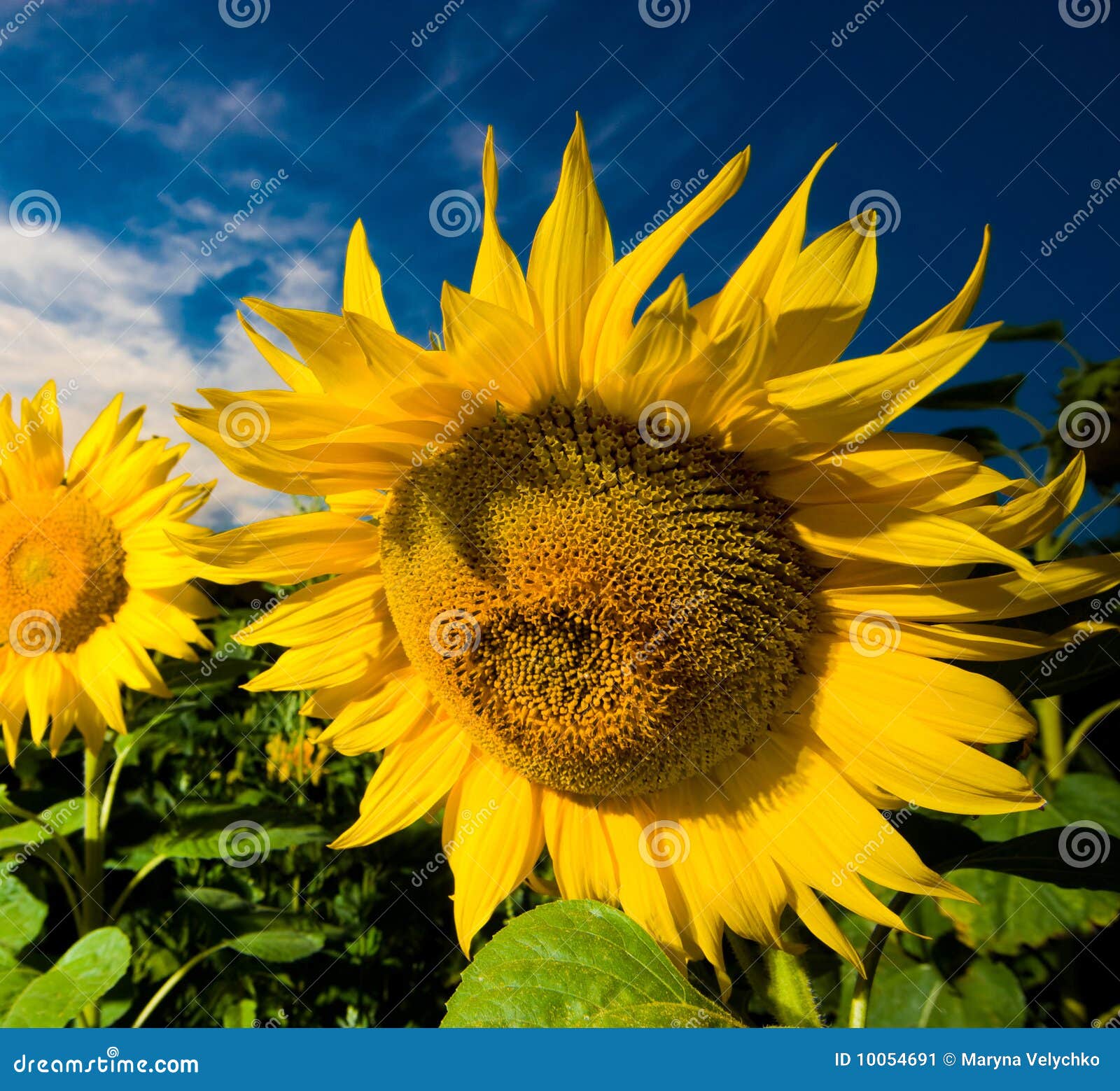 Gold sunflowers stock image. Image of beautiful, high - 10054691