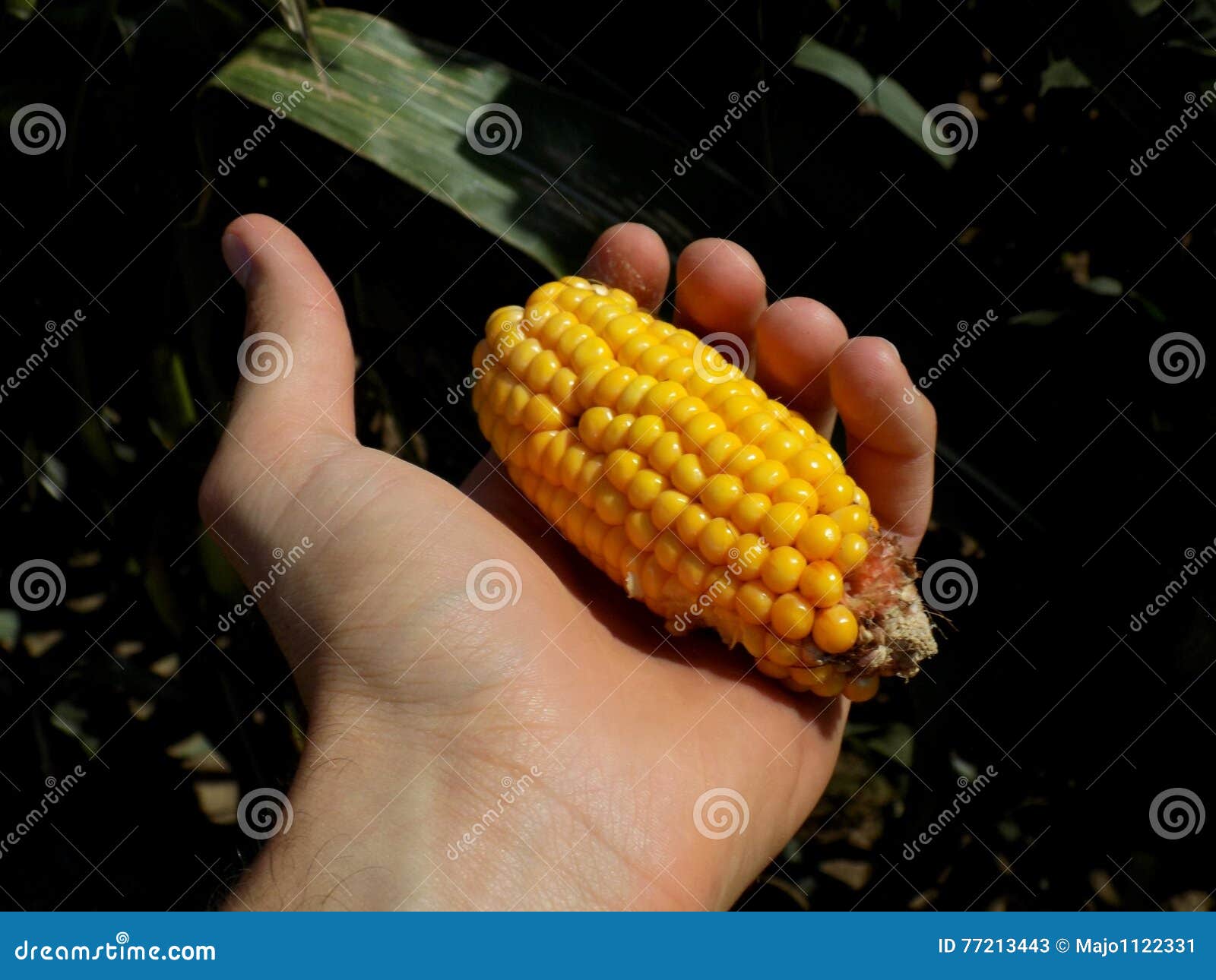 Gold sweet corn vegetable stock image. Image of husk 77213443