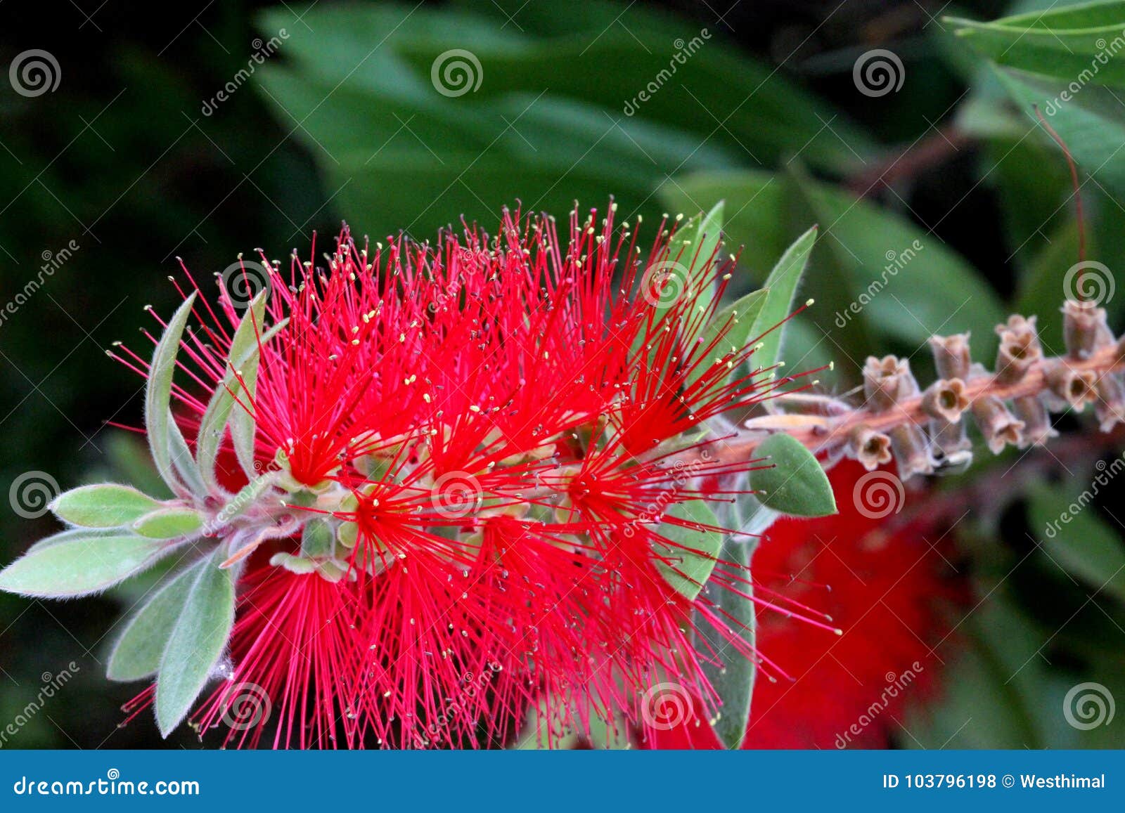 gold-tipped bottlebrush, callistemon polandii
