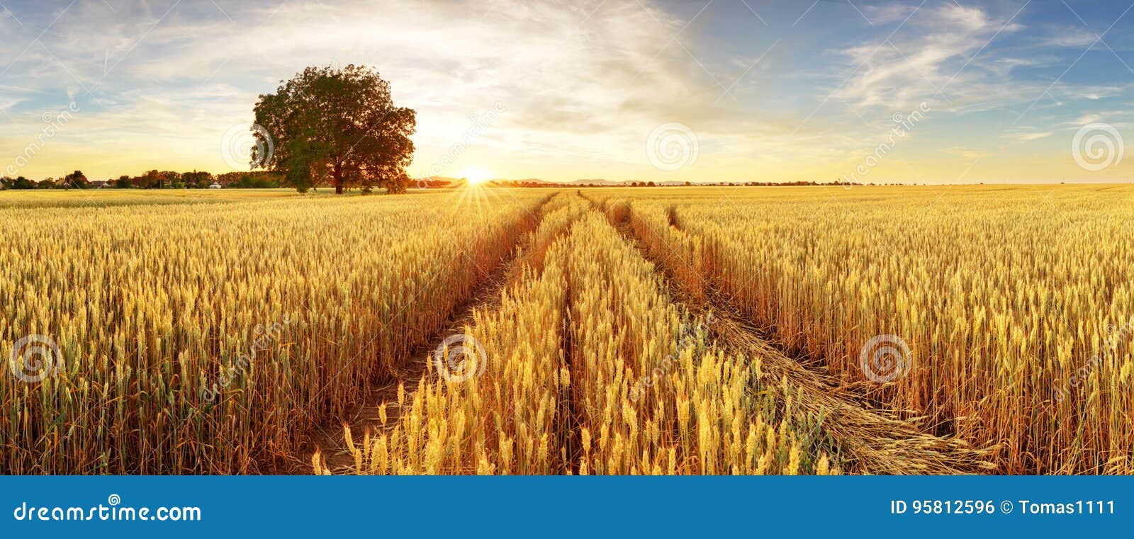 gold wheat flied panorama with tree at sunset, rural countryside