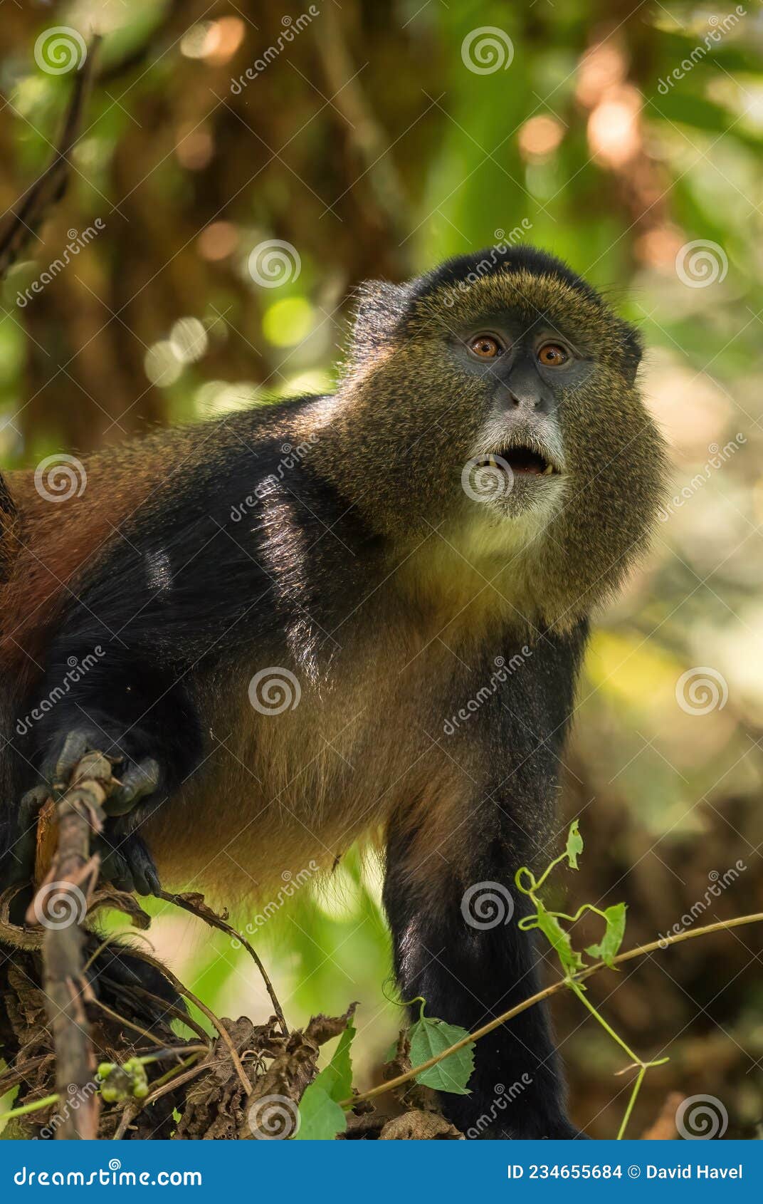 Goldaffe stockfoto. Bild von dunkel, augen, gold, nett 234655684