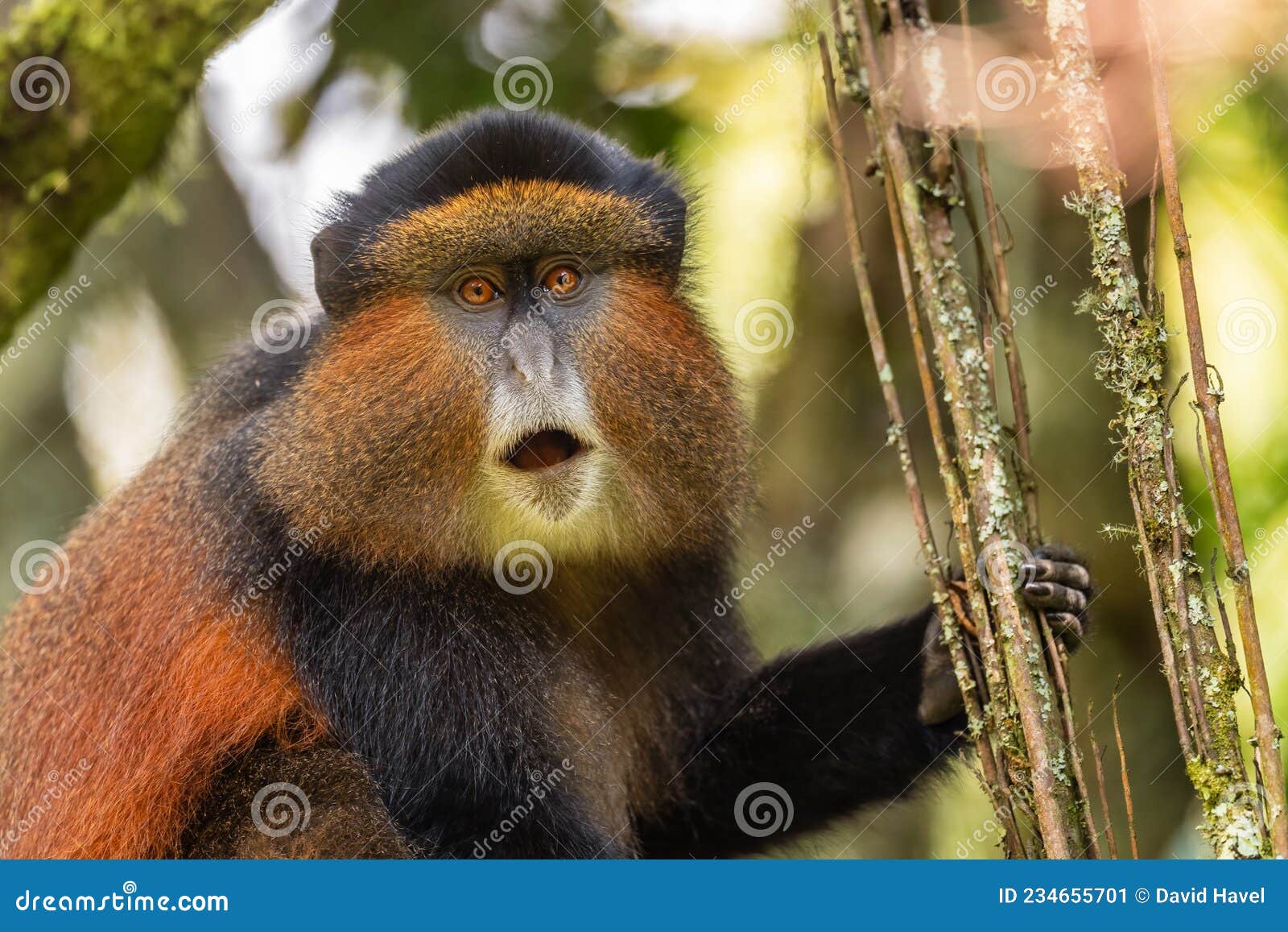 Goldaffe stockbild. Bild von selten, heck, nave, portrÀt 234655701
